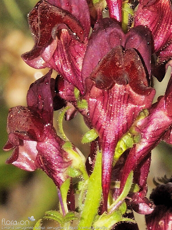 Linaria aeruginea aeruginea - Flor (close-up) | Paulo Ventura Araújo; CC BY-NC 4.0