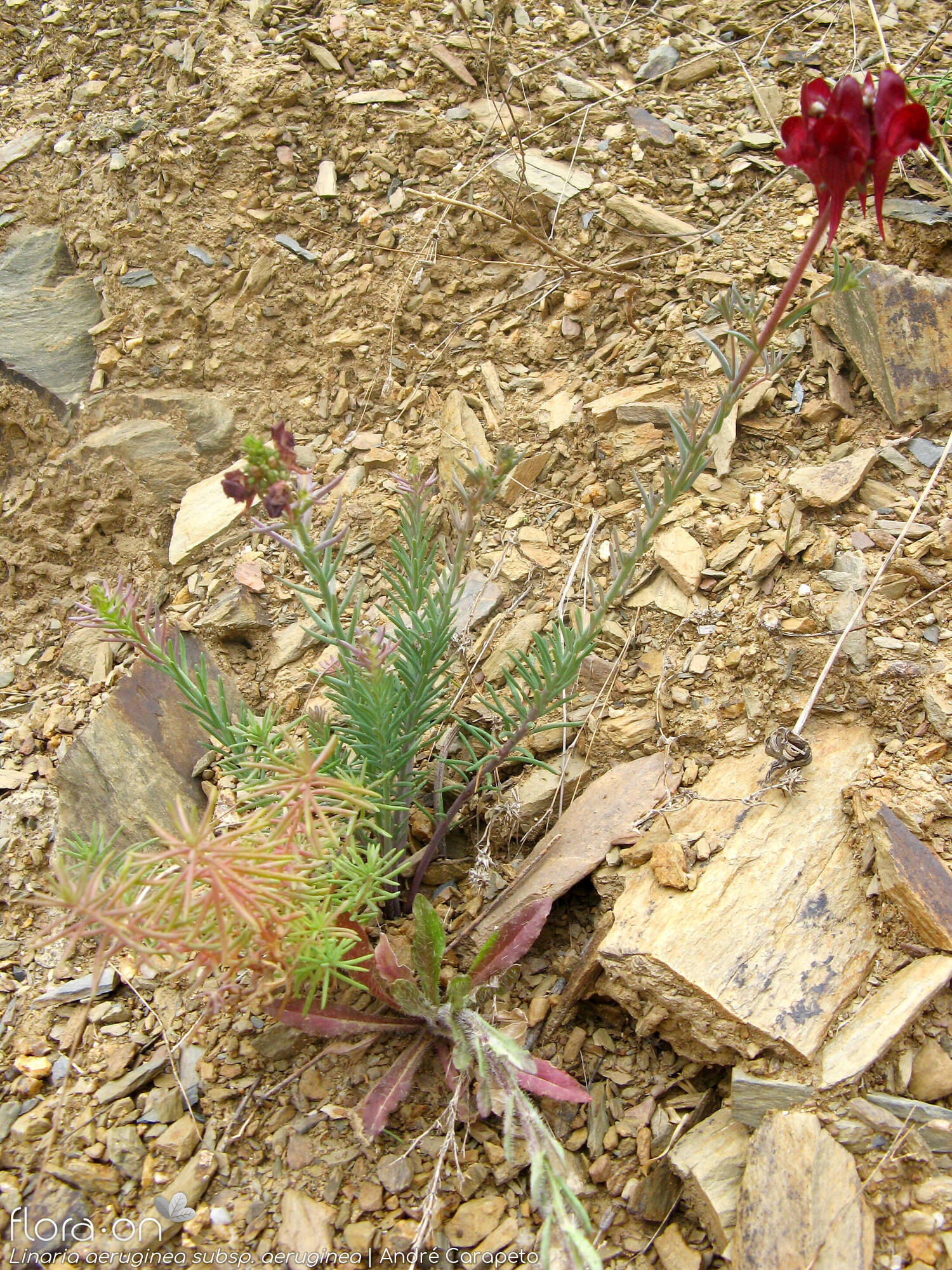Linaria aeruginea aeruginea - Hábito | André Carapeto; CC BY-NC 4.0
