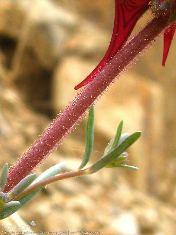 Linaria aeruginea aeruginea - Caule | André Carapeto; CC BY-NC 4.0