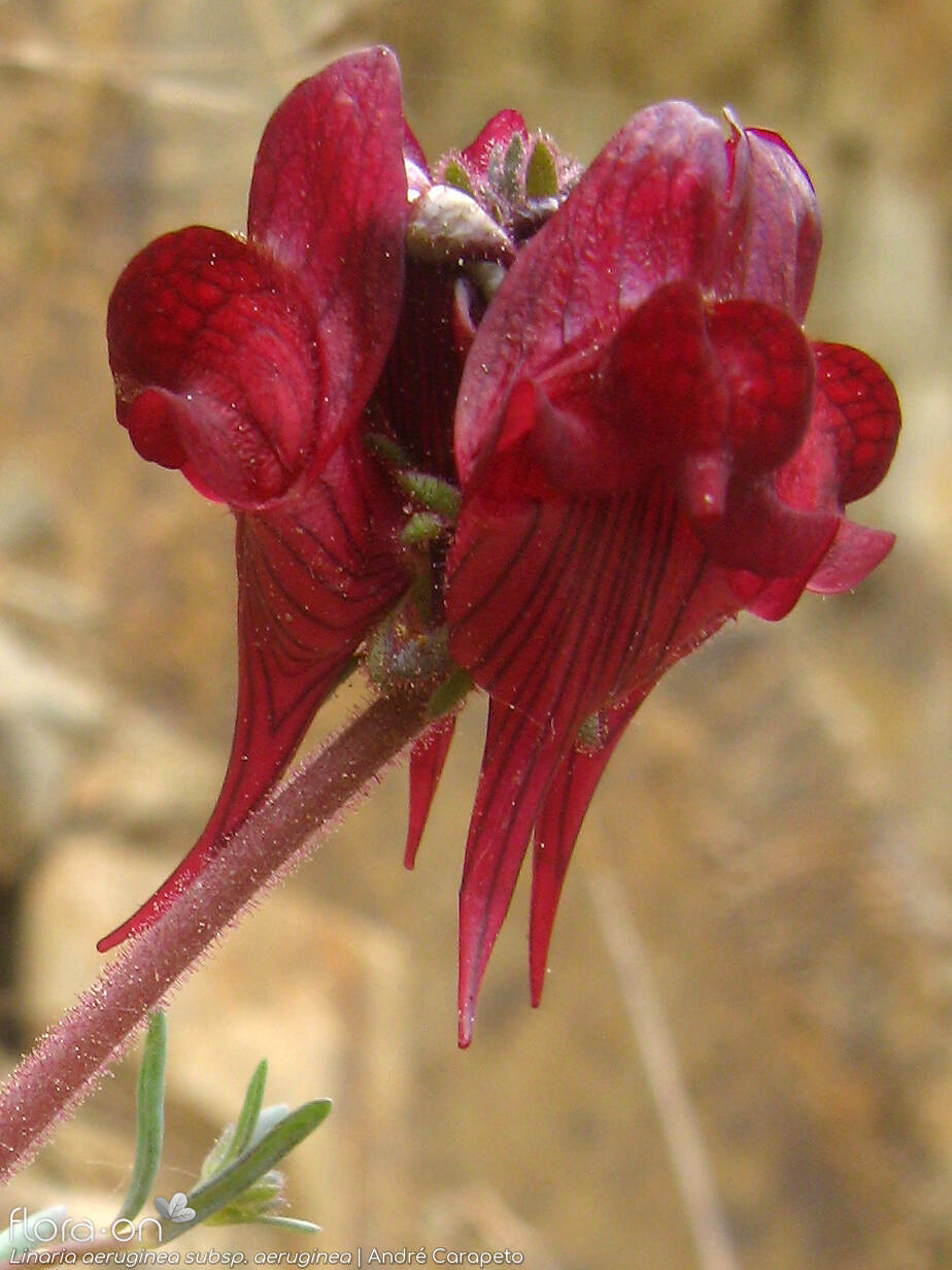 Linaria aeruginea aeruginea - Flor (close-up) | André Carapeto; CC BY-NC 4.0