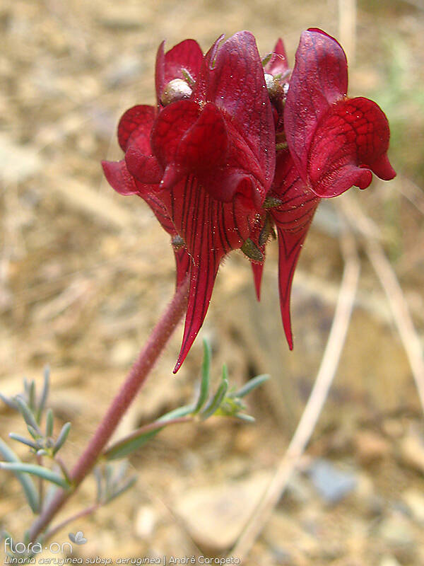 Linaria aeruginea aeruginea - Flor (close-up) | André Carapeto; CC BY-NC 4.0