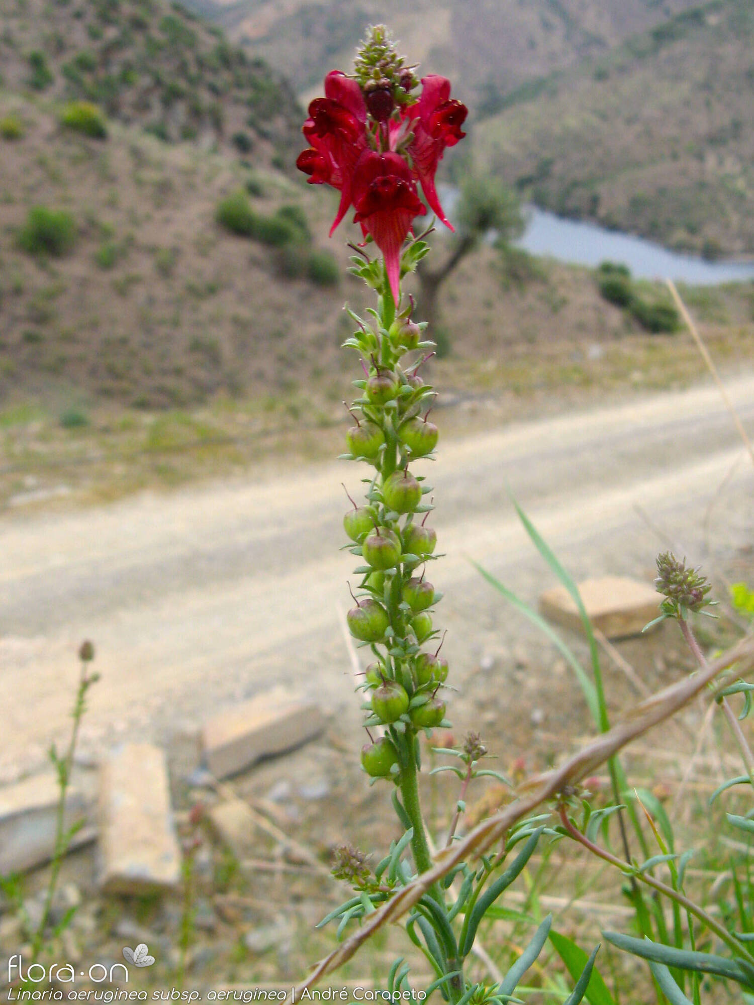 Linaria aeruginea aeruginea - Flor (geral) | André Carapeto; CC BY-NC 4.0