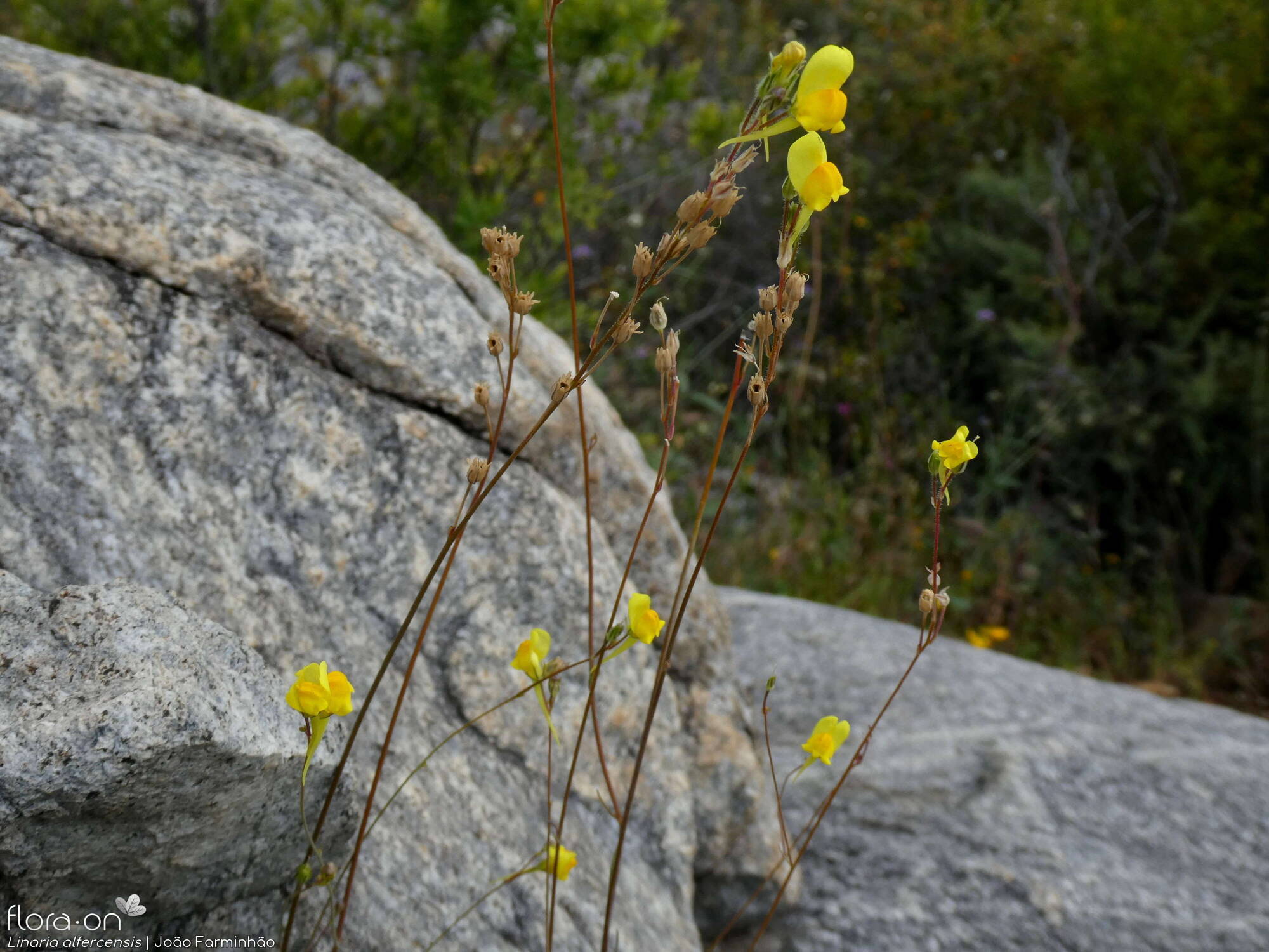 Linaria alfercensis - Hábito | João Farminhão; CC BY-NC 4.0
