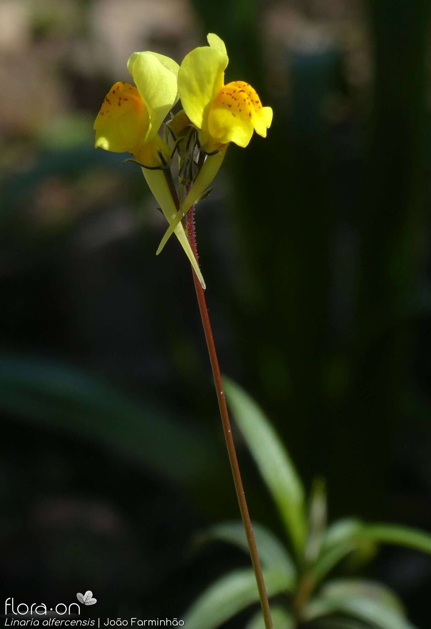 Linaria alfercensis - Flor (geral) | João Farminhão; CC BY-NC 4.0