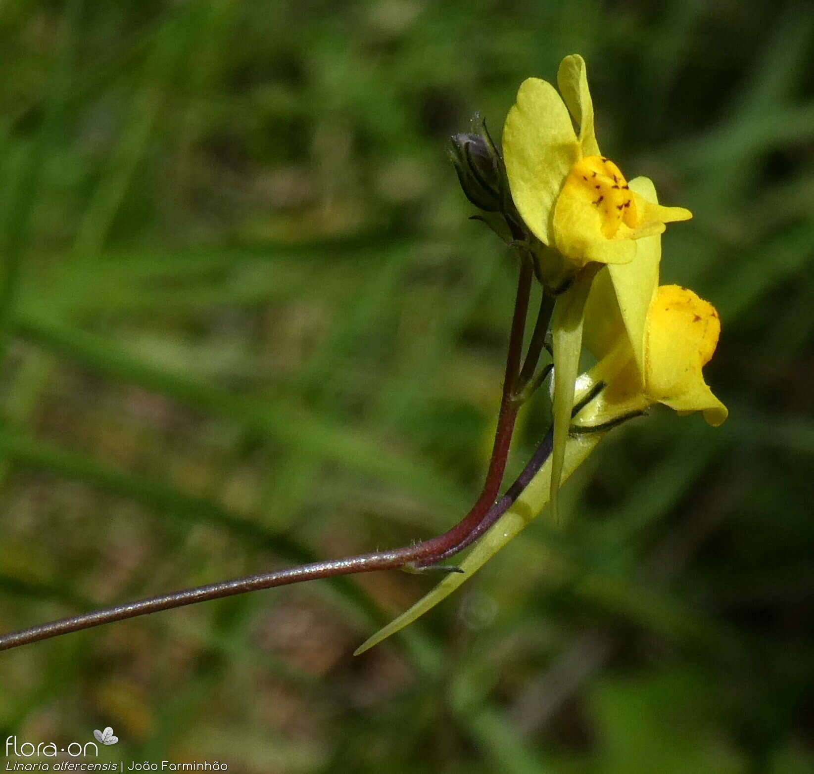 Linaria alfercensis - Flor (geral) | João Farminhão; CC BY-NC 4.0