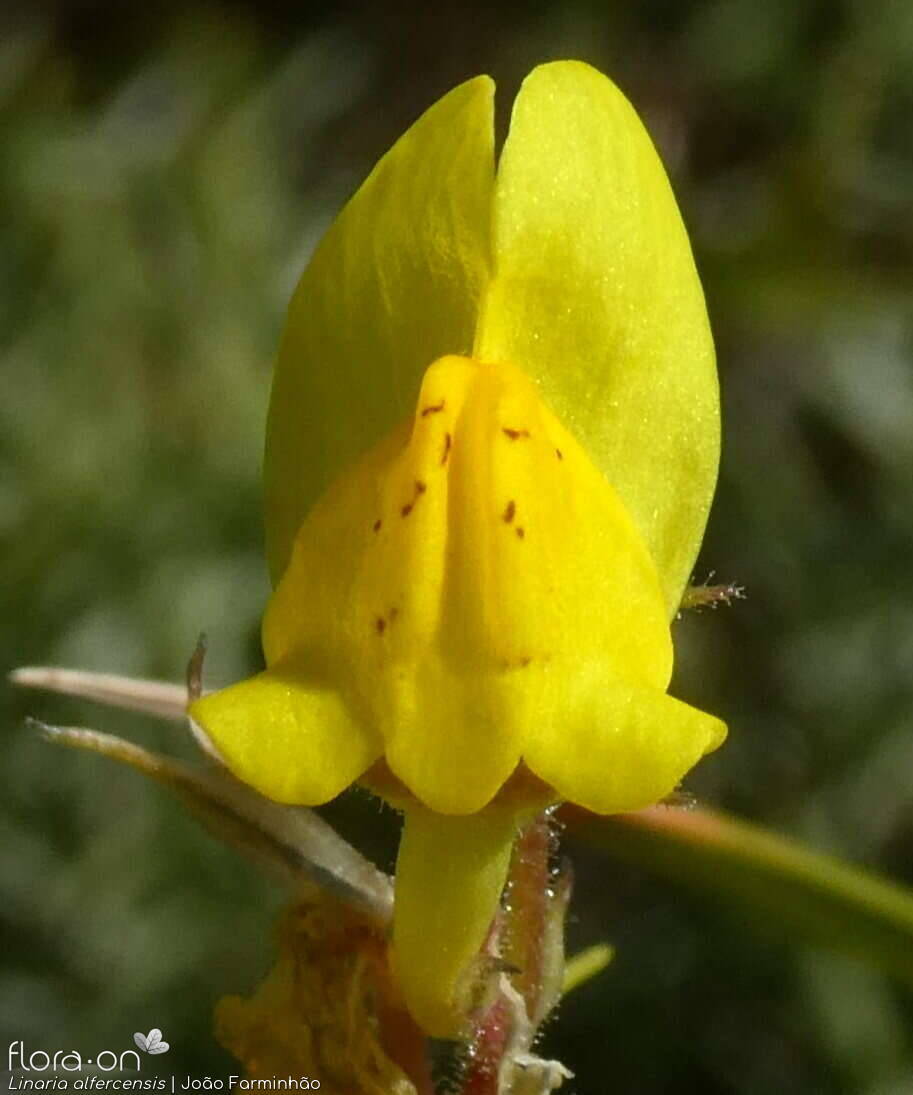 Linaria alfercensis - Flor (close-up) | João Farminhão; CC BY-NC 4.0