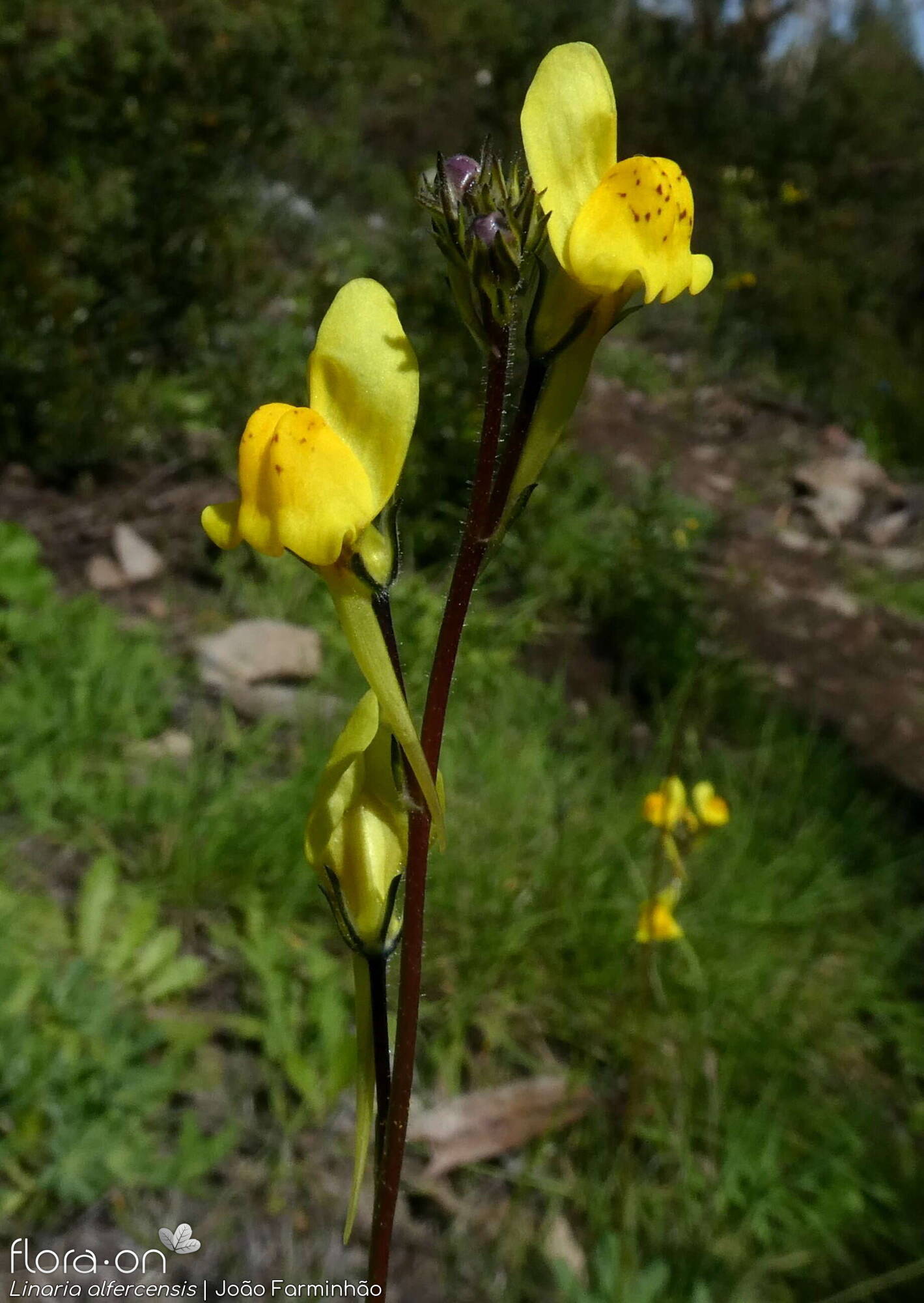 Linaria alfercensis - Flor (geral) | João Farminhão; CC BY-NC 4.0