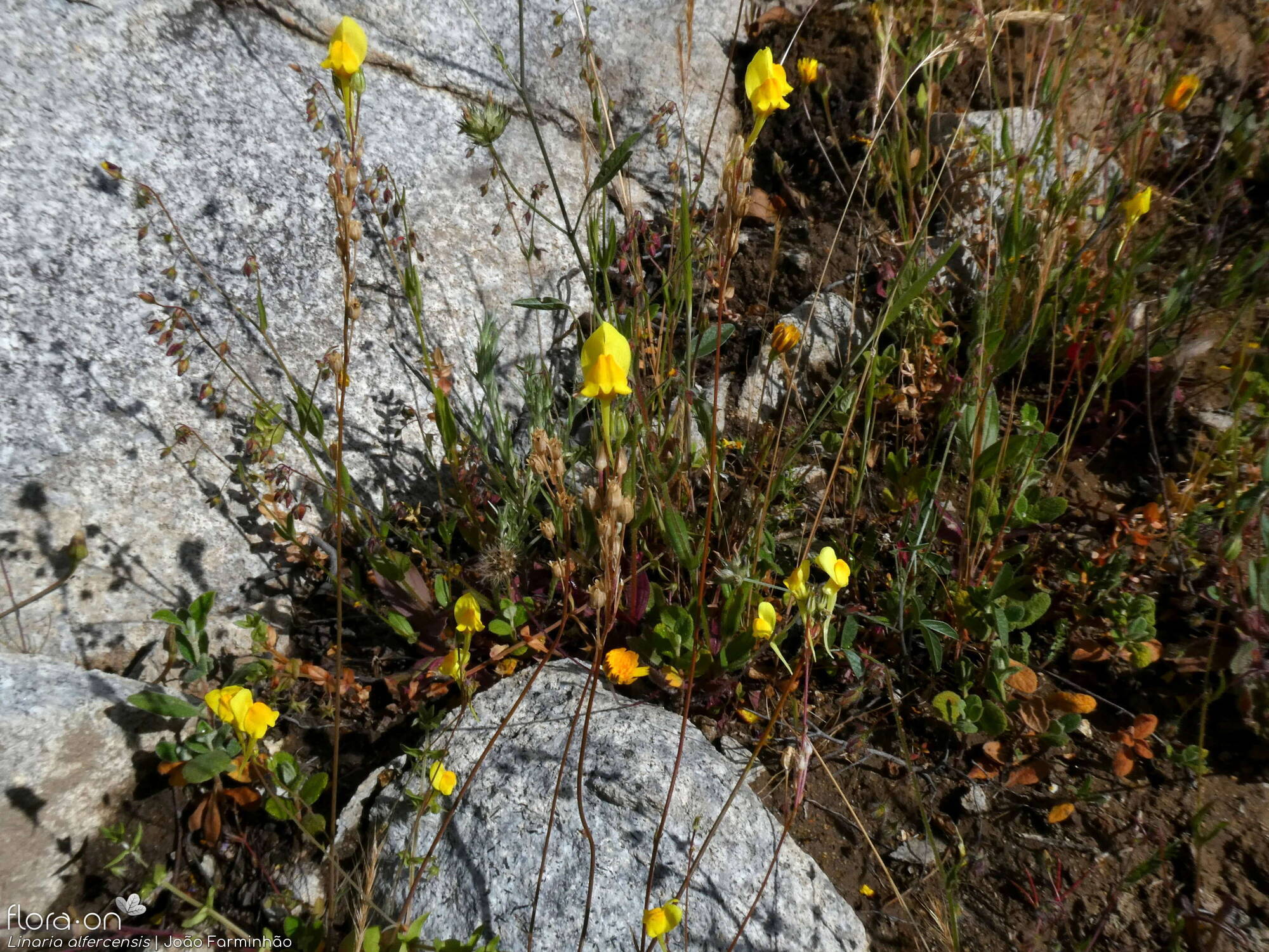 Linaria alfercensis - Hábito | João Farminhão; CC BY-NC 4.0