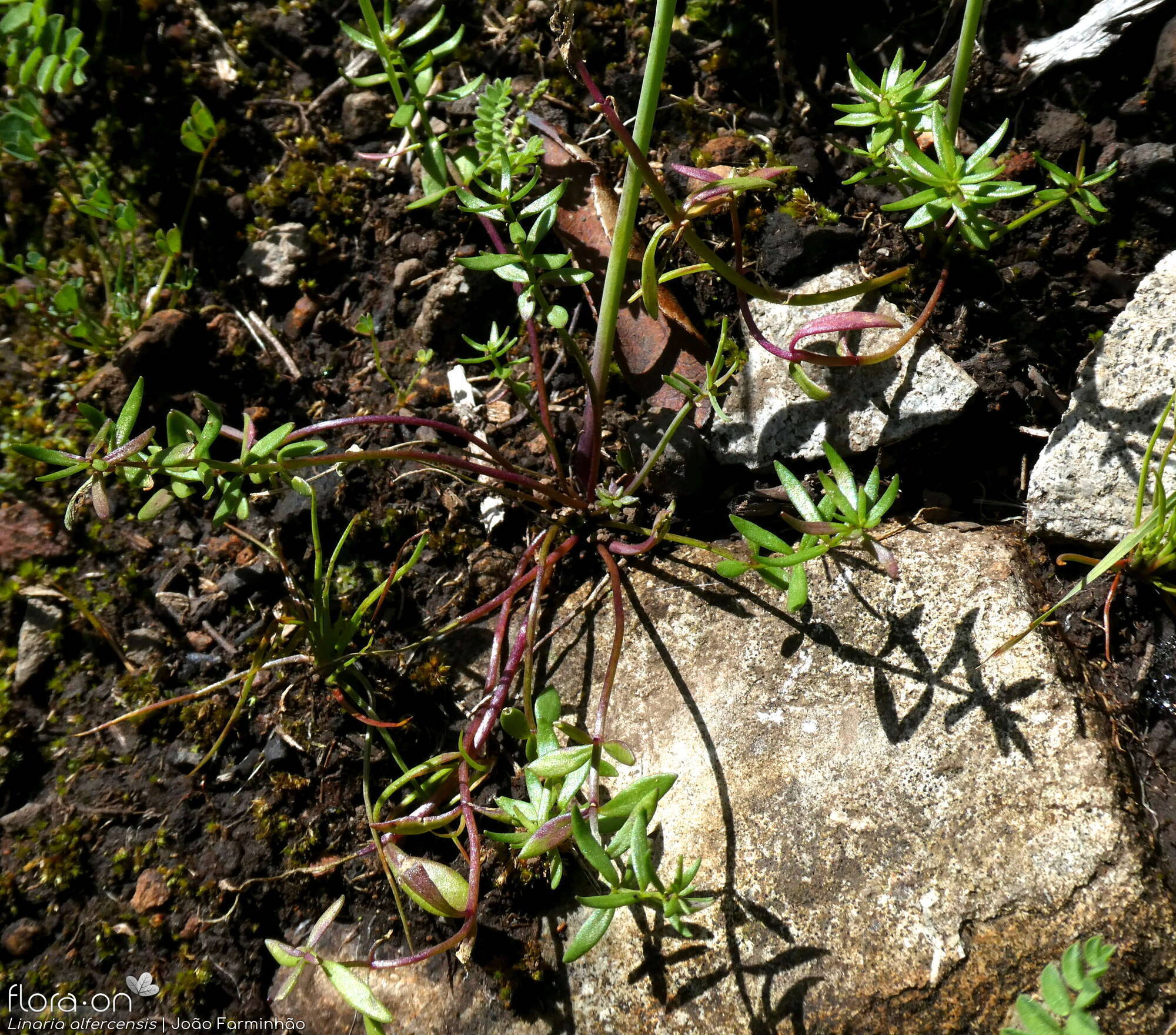Linaria alfercensis - Folha (geral) | João Farminhão; CC BY-NC 4.0