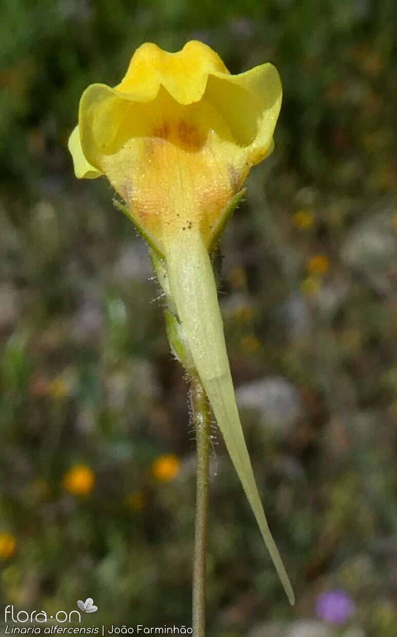Linaria alfercensis - Flor (close-up) | João Farminhão; CC BY-NC 4.0