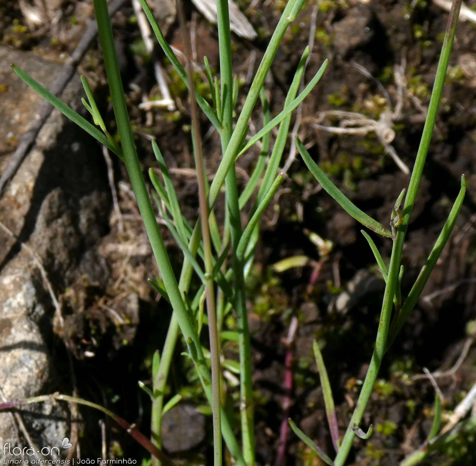Linaria alfercensis - Folha (geral) | João Farminhão; CC BY-NC 4.0