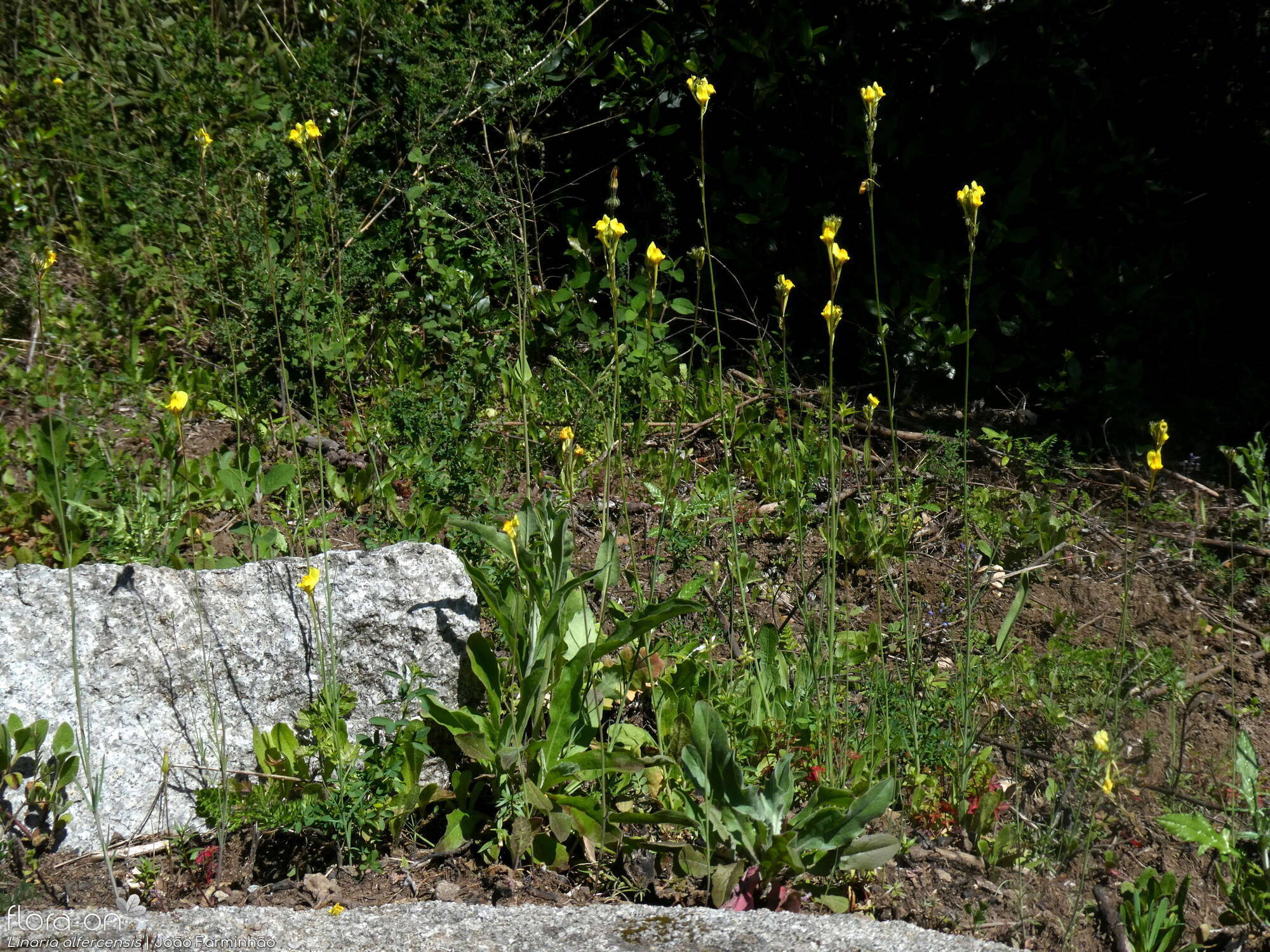 Linaria alfercensis - Hábito | João Farminhão; CC BY-NC 4.0
