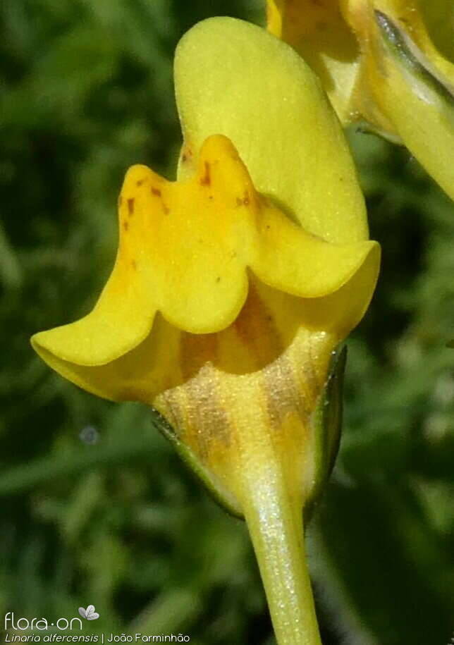 Linaria alfercensis - Flor (close-up) | João Farminhão; CC BY-NC 4.0