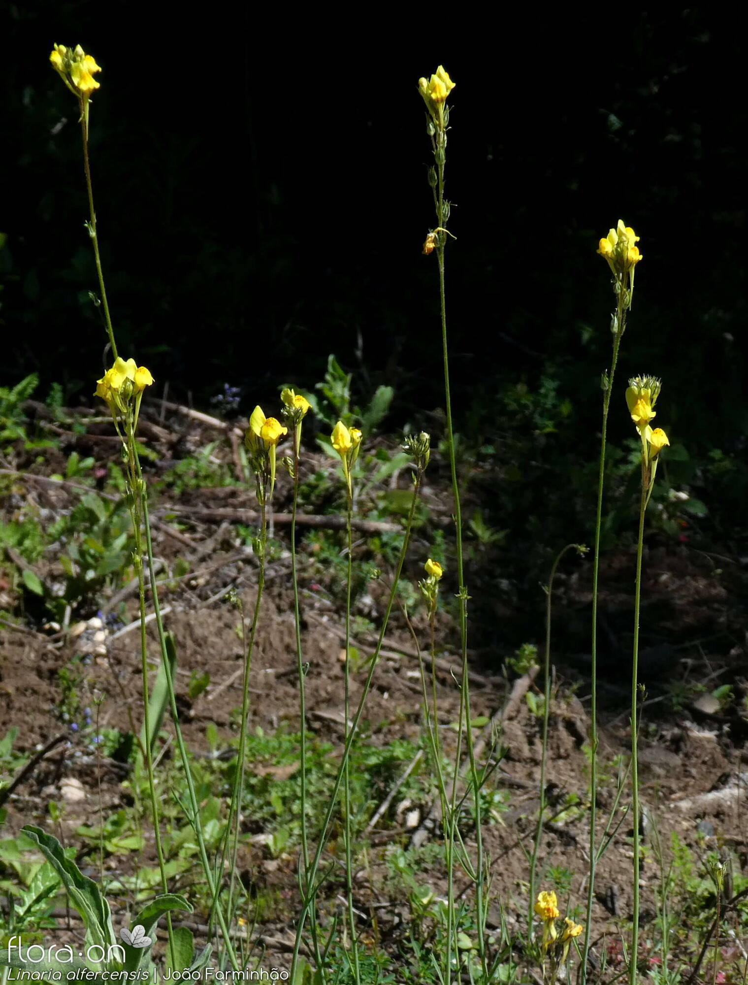 Linaria alfercensis - Hábito | João Farminhão; CC BY-NC 4.0