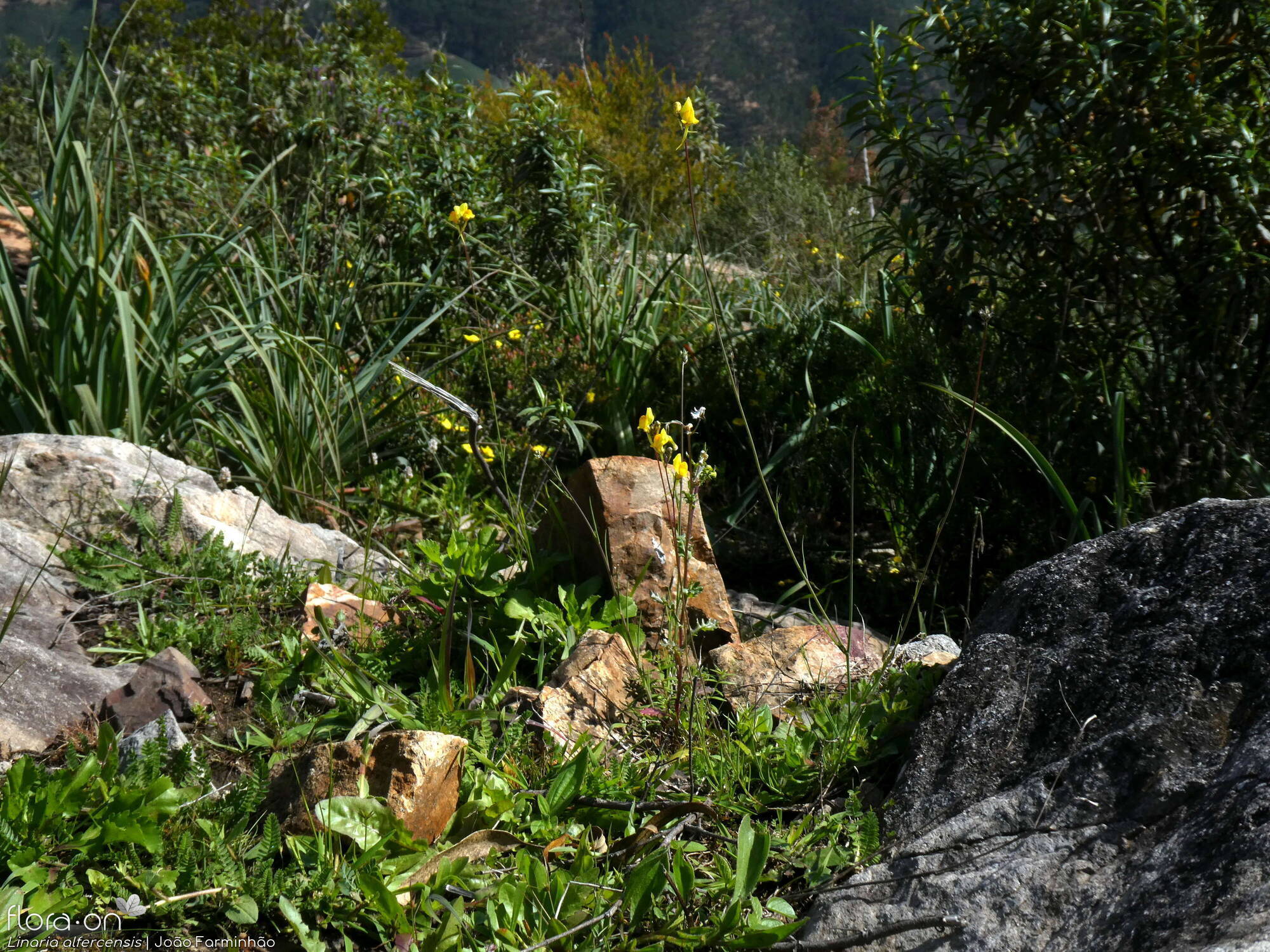 Linaria alfercensis - Habitat | João Farminhão; CC BY-NC 4.0