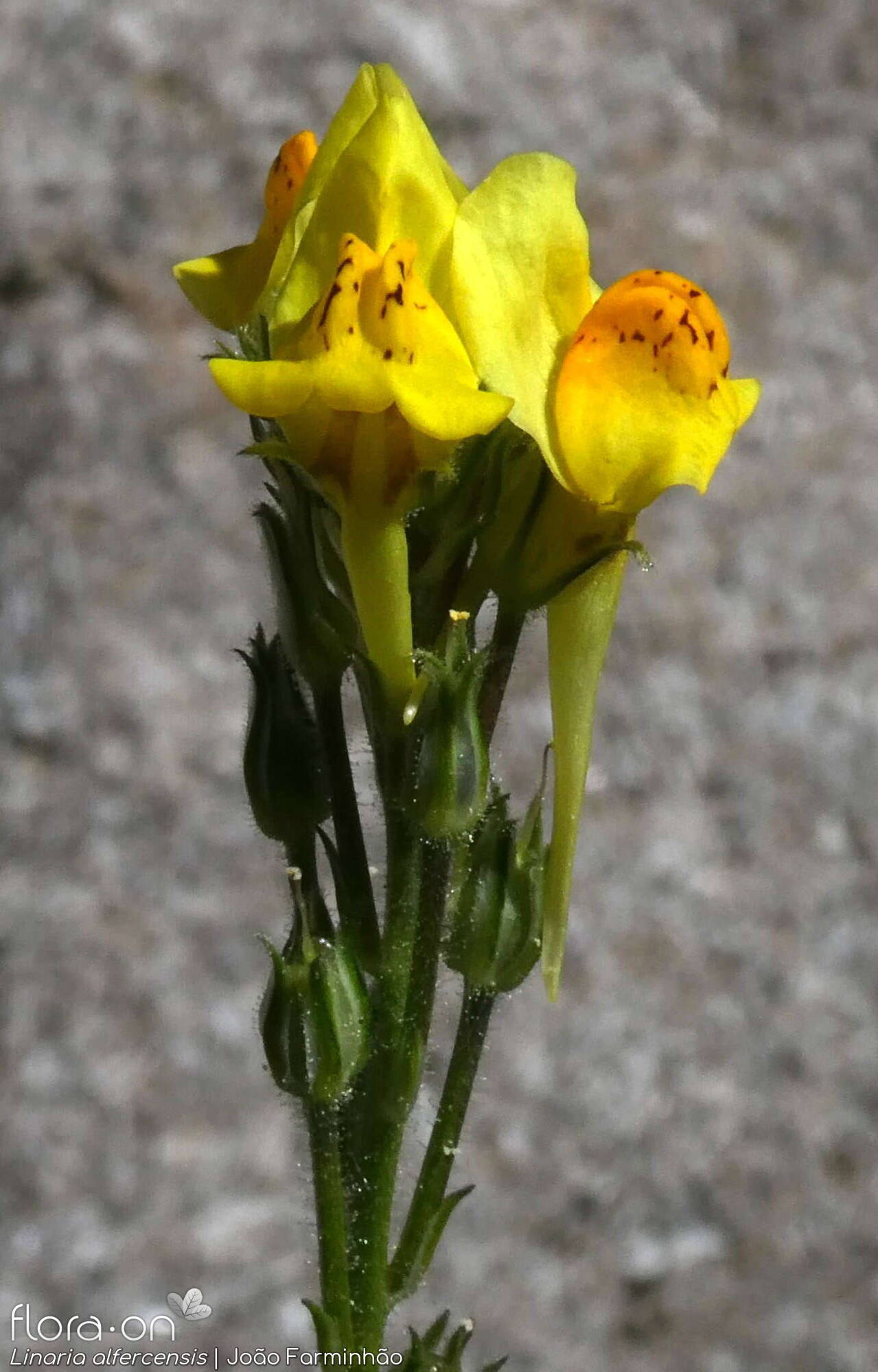 Linaria alfercensis - Flor (geral) | João Farminhão; CC BY-NC 4.0