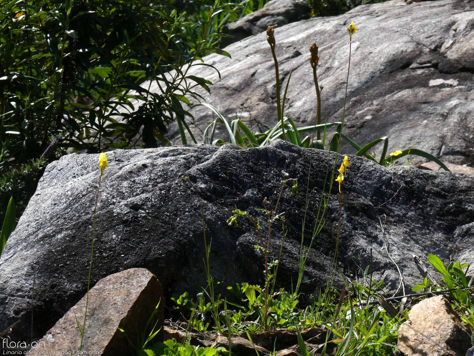 Linaria alfercensis - Habitat | João Farminhão; CC BY-NC 4.0