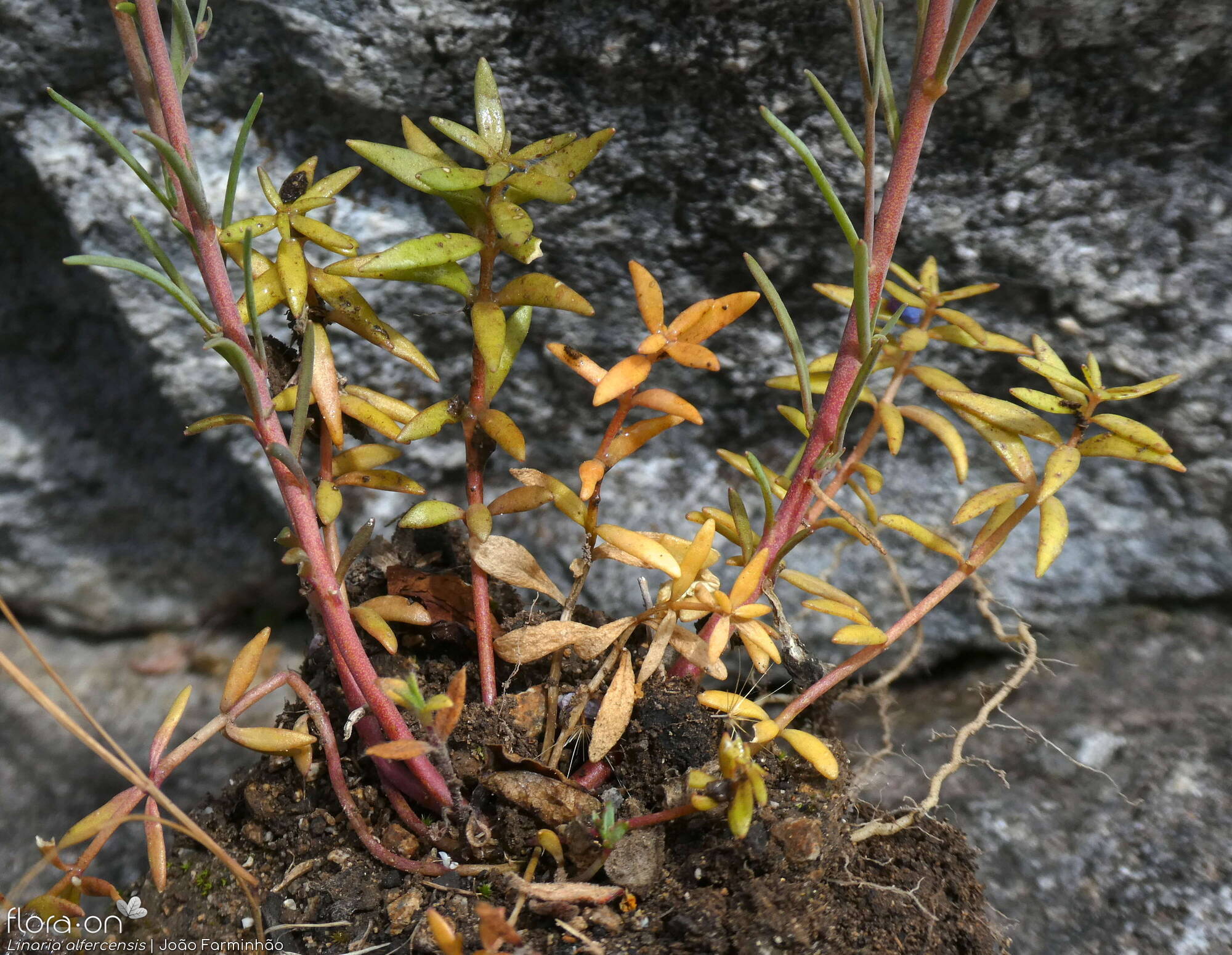 Linaria alfercensis - Folha (geral) | João Farminhão; CC BY-NC 4.0