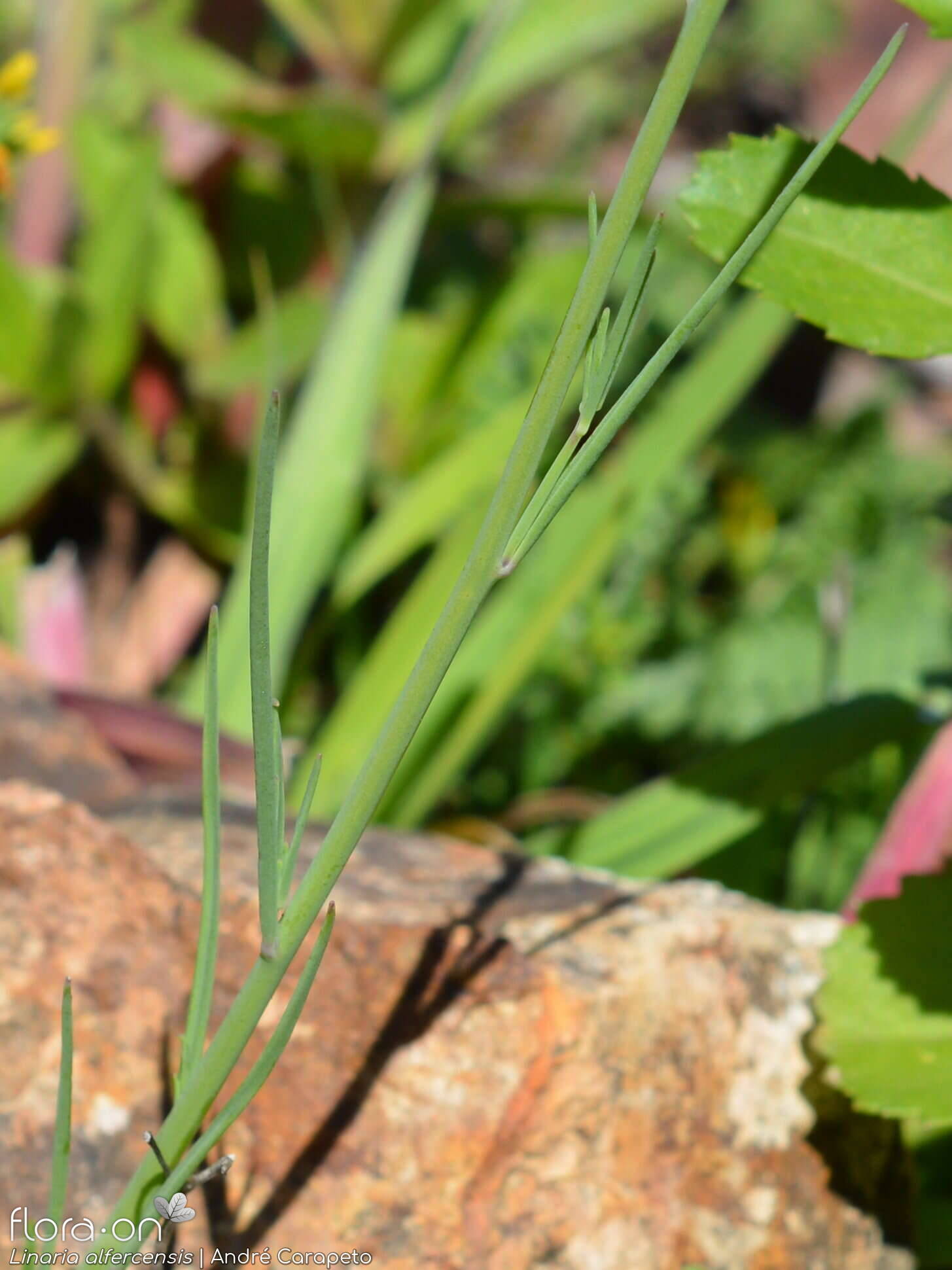 Linaria alfercensis - Folha | André Carapeto; CC BY-NC 4.0