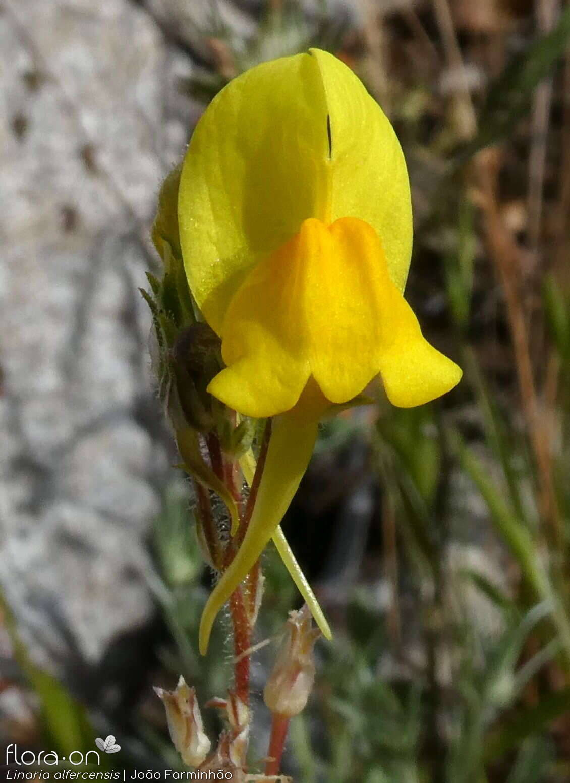 Linaria alfercensis - Flor (close-up) | João Farminhão; CC BY-NC 4.0