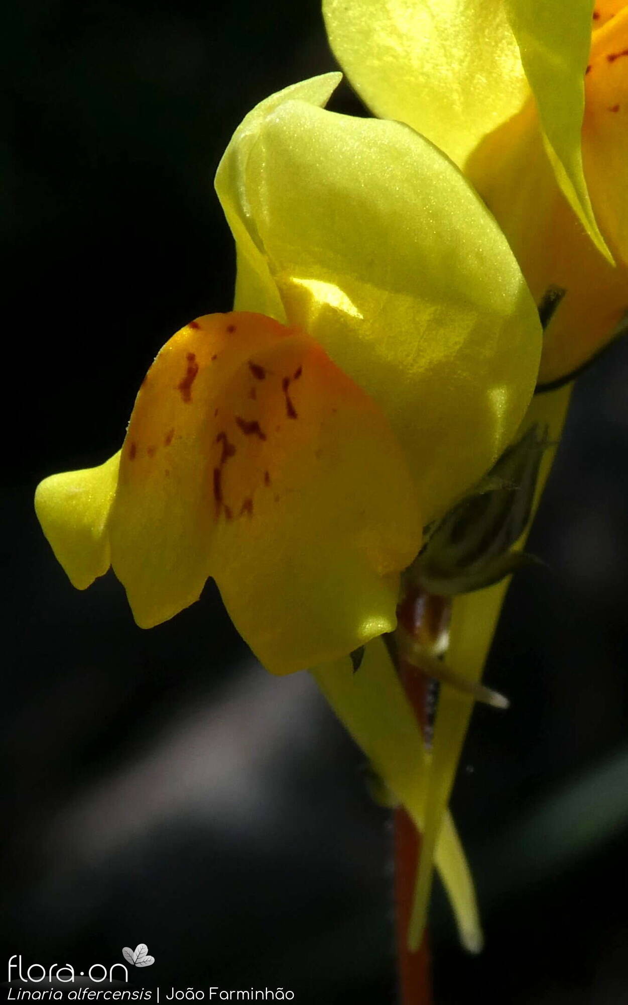 Linaria alfercensis - Flor (close-up) | João Farminhão; CC BY-NC 4.0