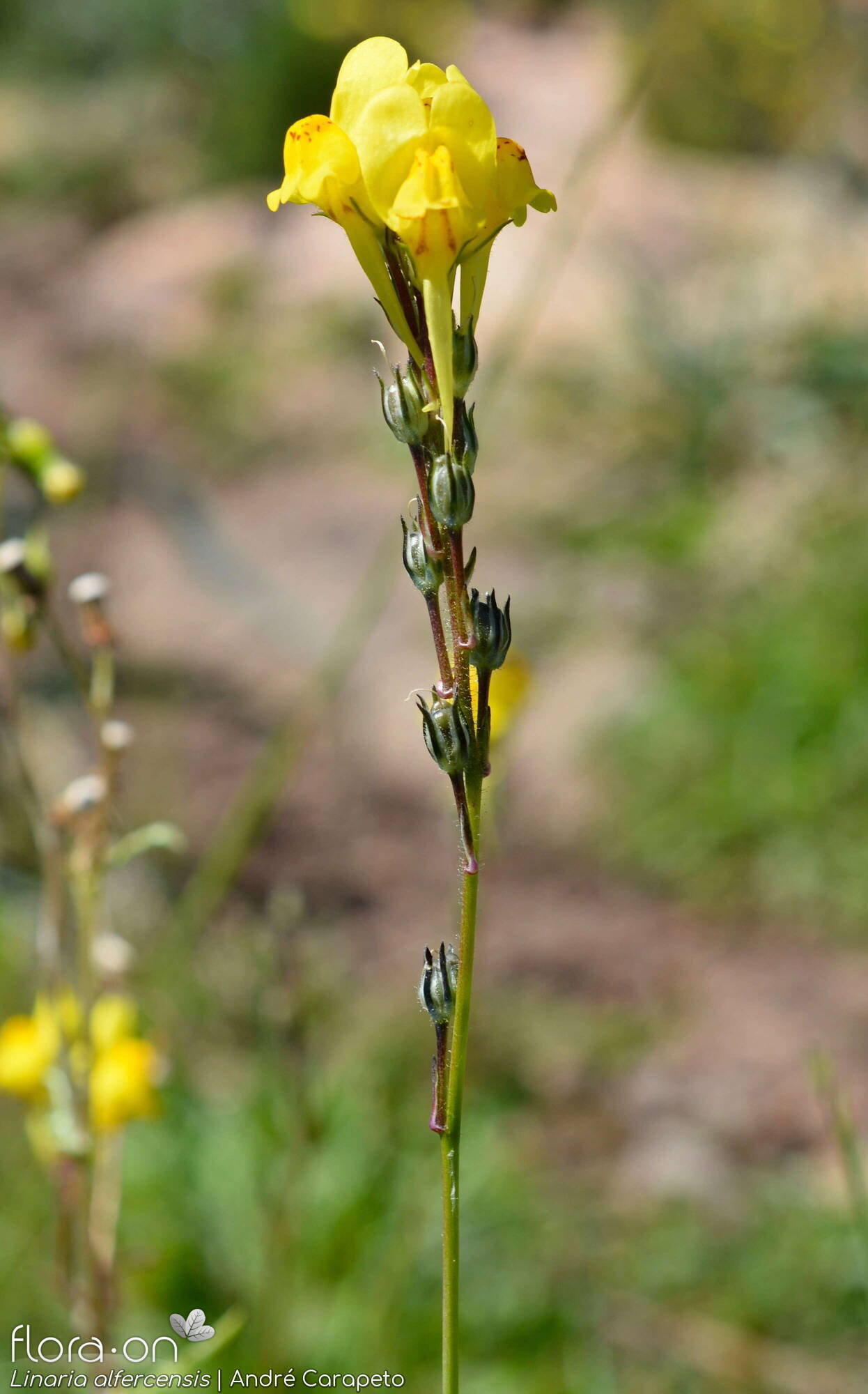 Linaria alfercensis - Flor (geral) | André Carapeto; CC BY-NC 4.0
