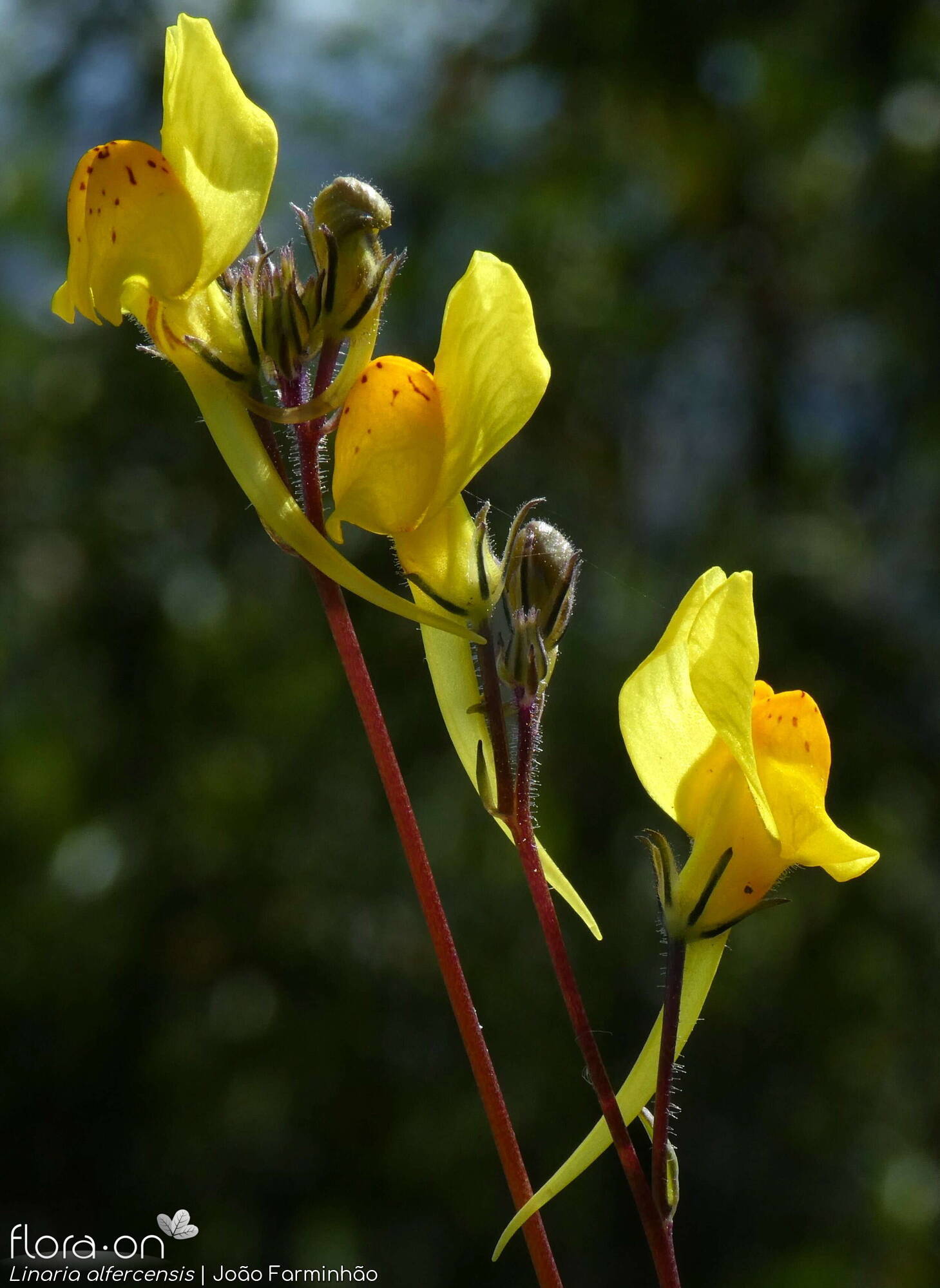 Linaria alfercensis - Flor (geral) | João Farminhão; CC BY-NC 4.0