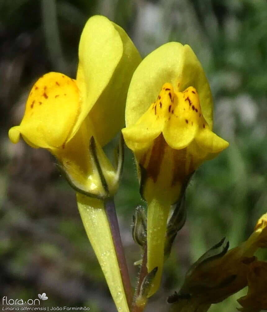 Linaria alfercensis - Flor (close-up) | João Farminhão; CC BY-NC 4.0