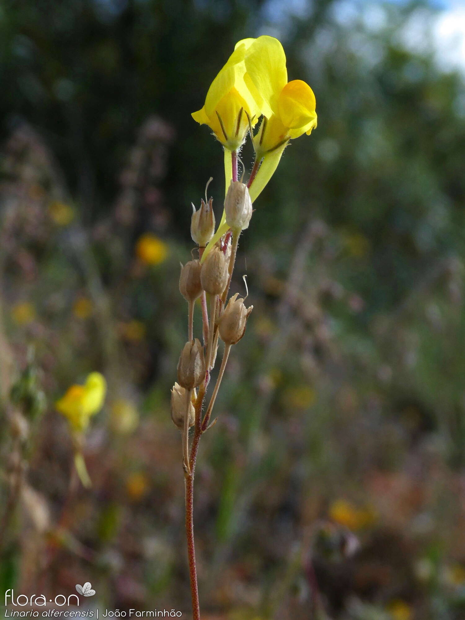 Linaria alfercensis - Flor (geral) | João Farminhão; CC BY-NC 4.0