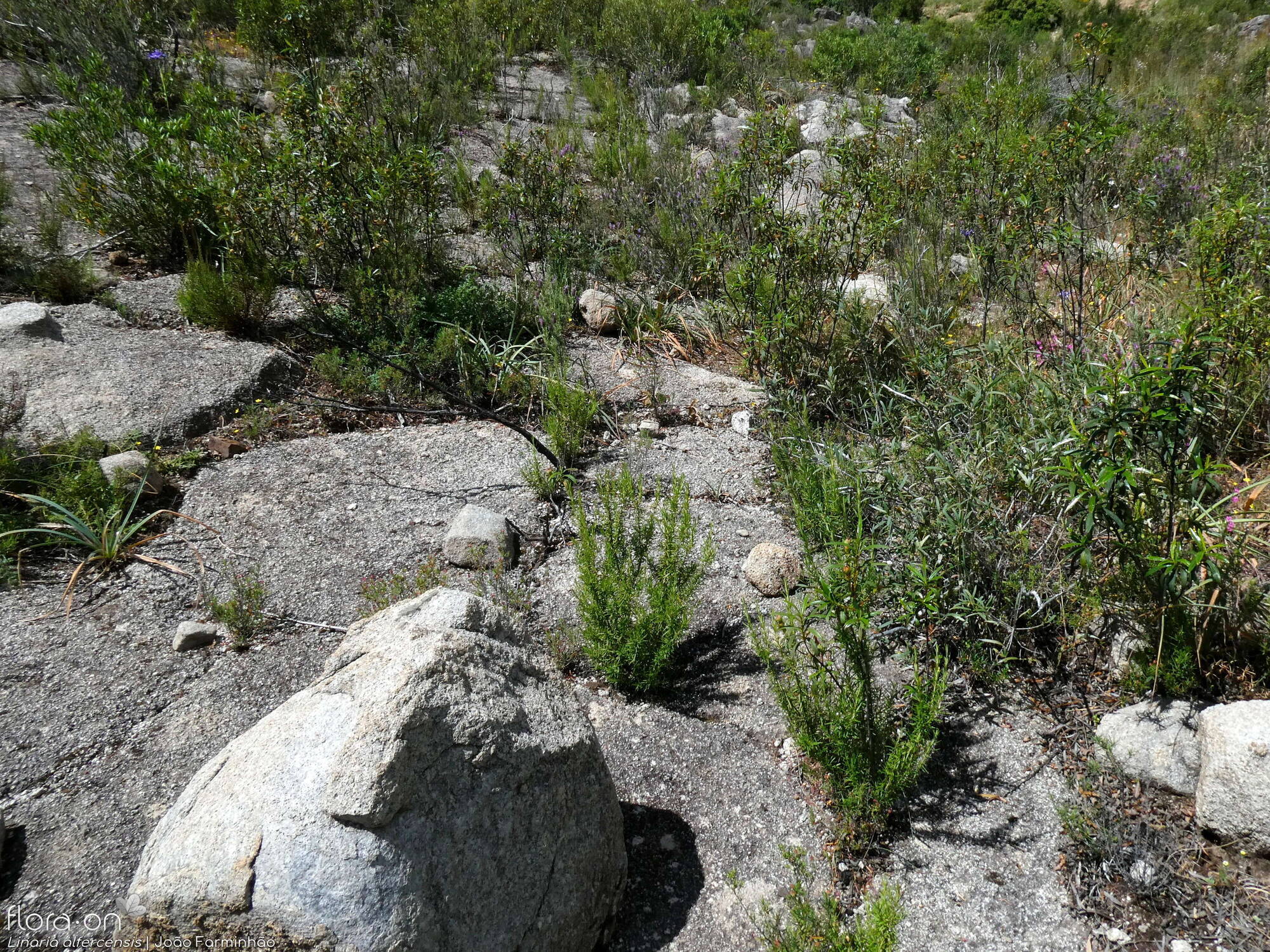 Linaria alfercensis - Habitat | João Farminhão; CC BY-NC 4.0
