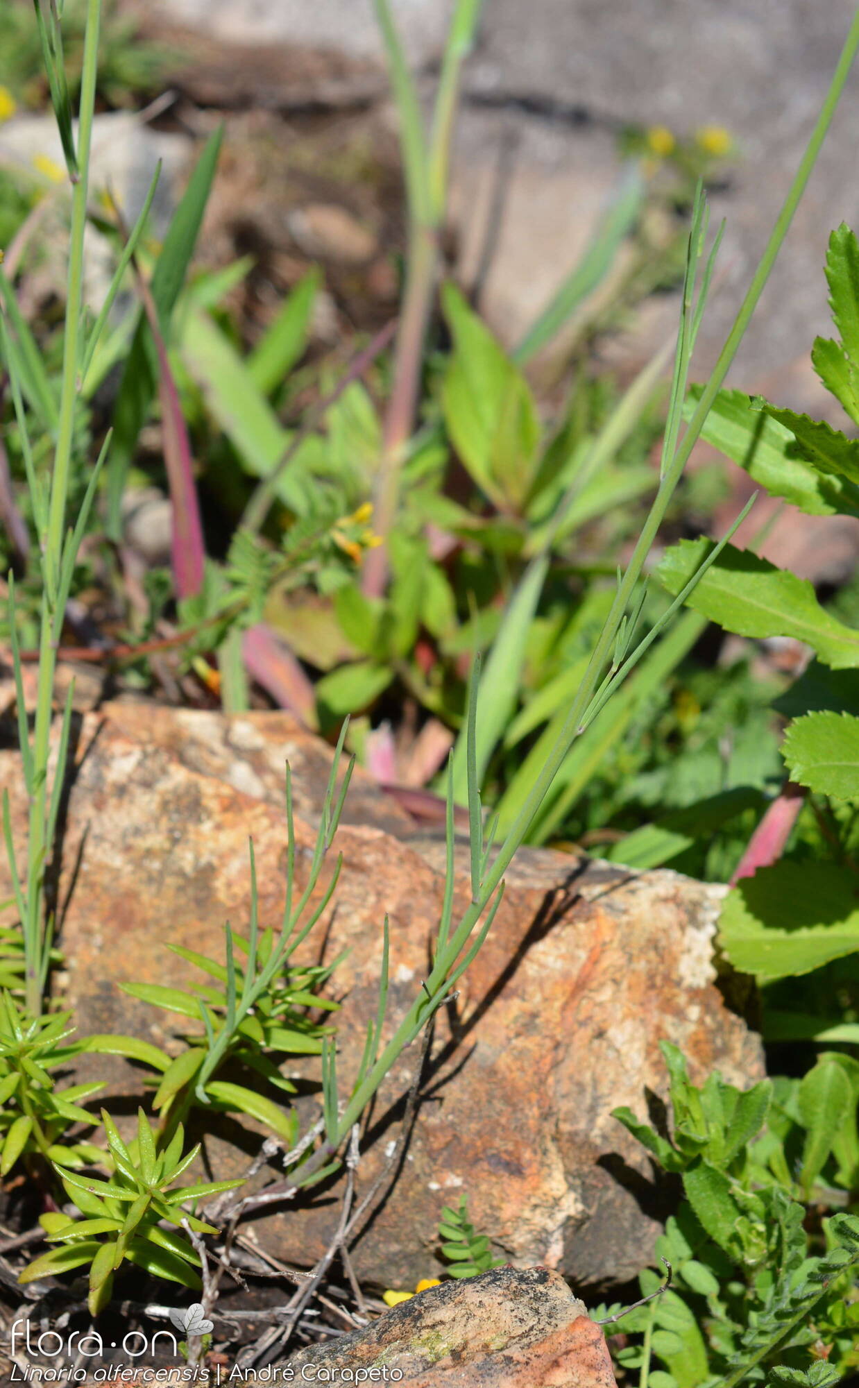 Linaria alfercensis - Folha (geral) | André Carapeto; CC BY-NC 4.0