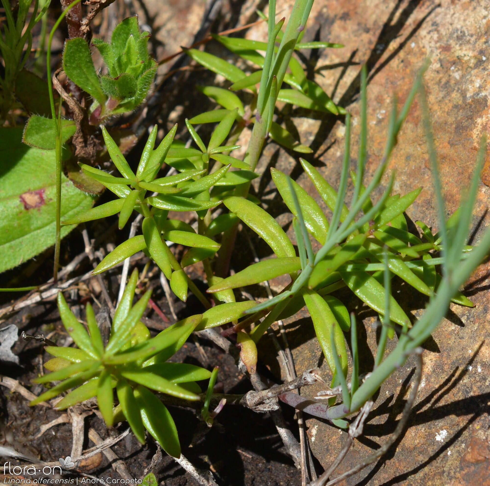 Linaria alfercensis - Folha (geral) | André Carapeto; CC BY-NC 4.0