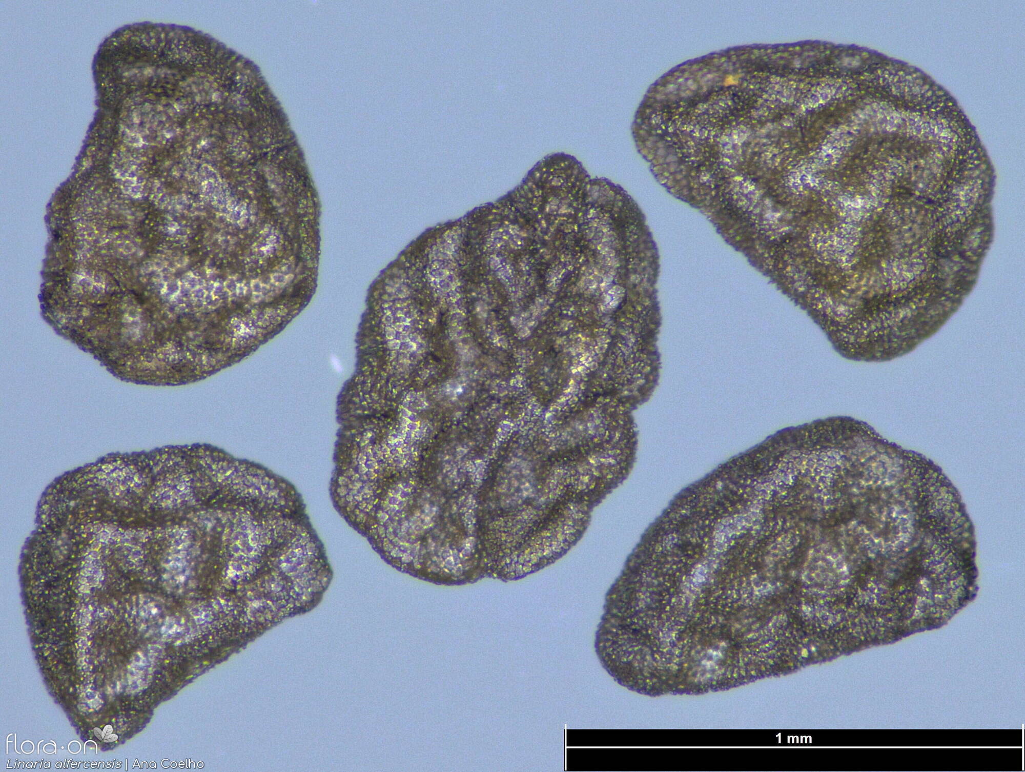 Linaria alfercensis - Semente | Ana Coelho; CC BY-NC 4.0