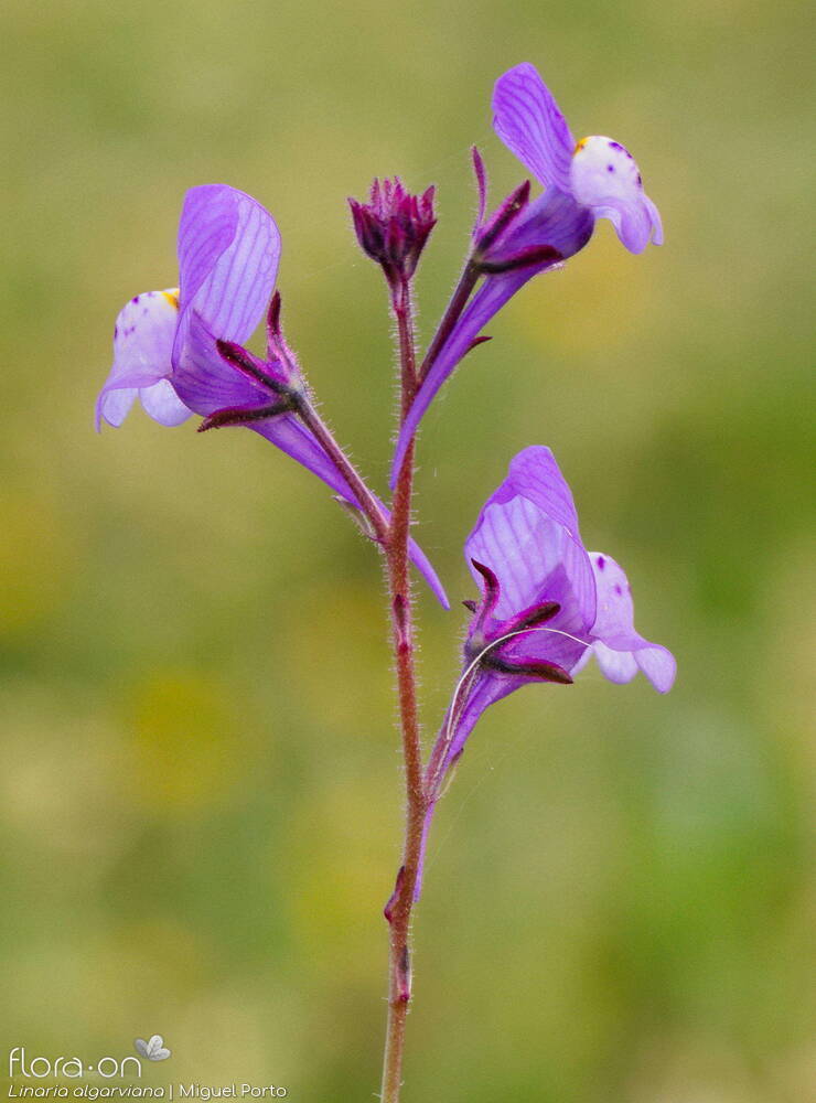 Linaria algarviana