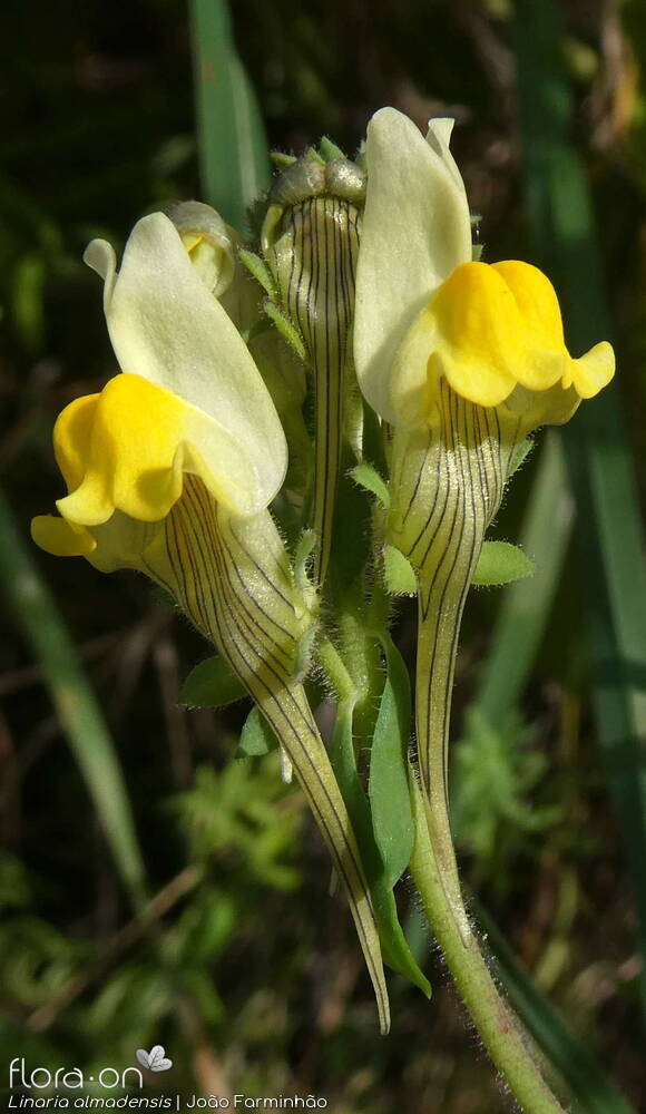 Linaria almadensis