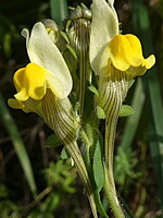 Linaria almadensis