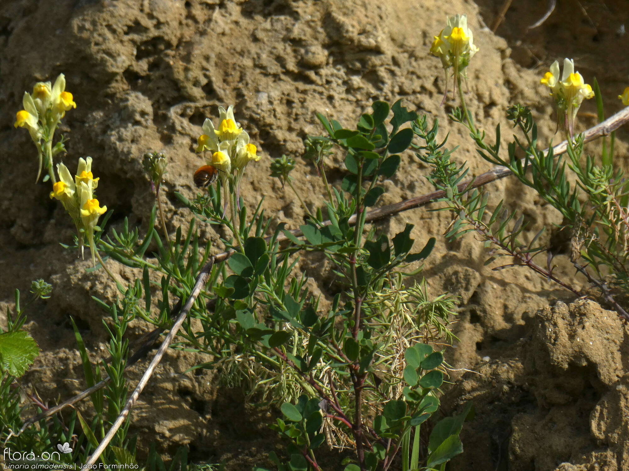 Linaria almadensis - Hábito | João Farminhão; CC BY-NC 4.0