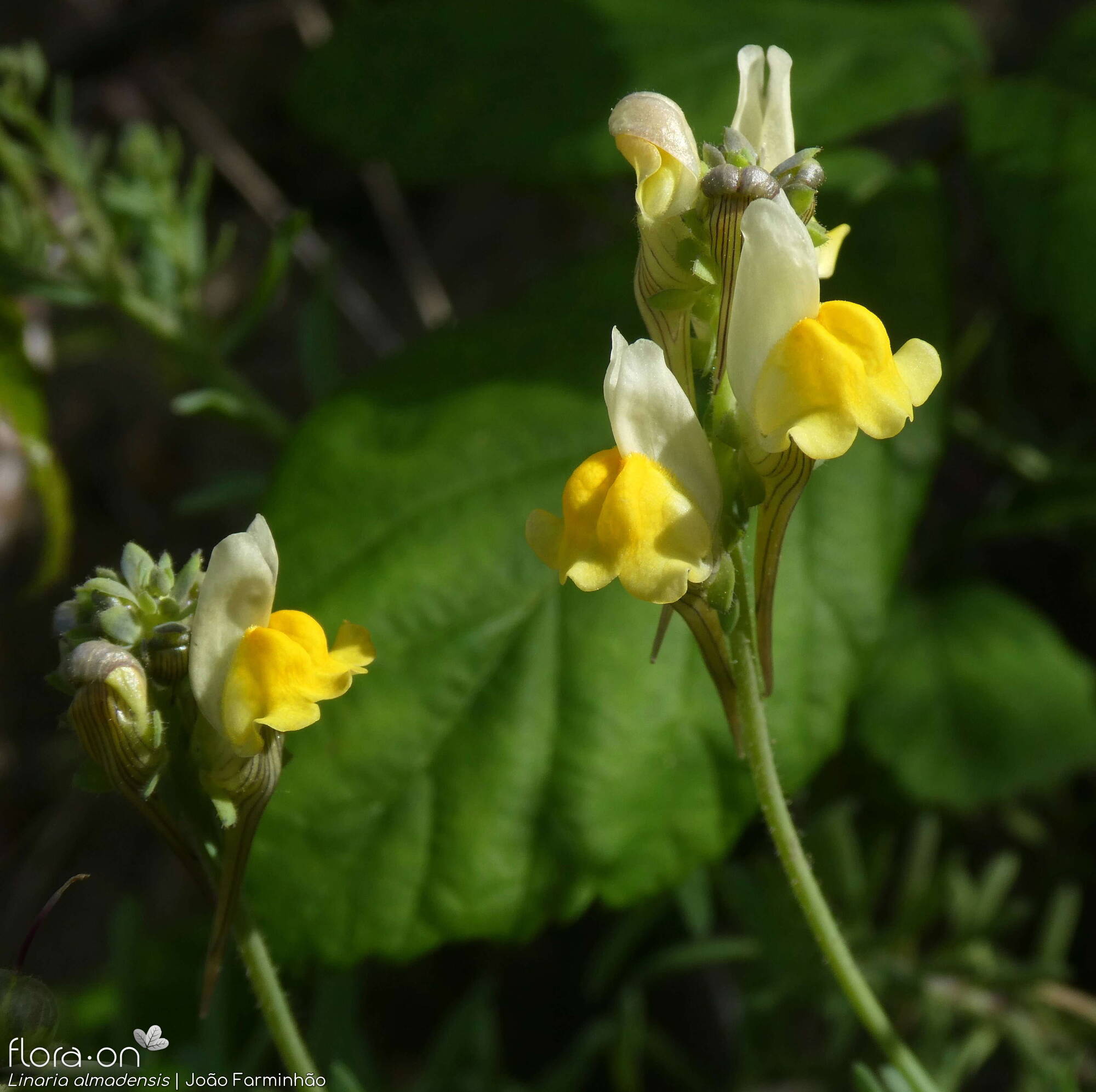 Linaria almadensis - Flor (geral) | João Farminhão; CC BY-NC 4.0