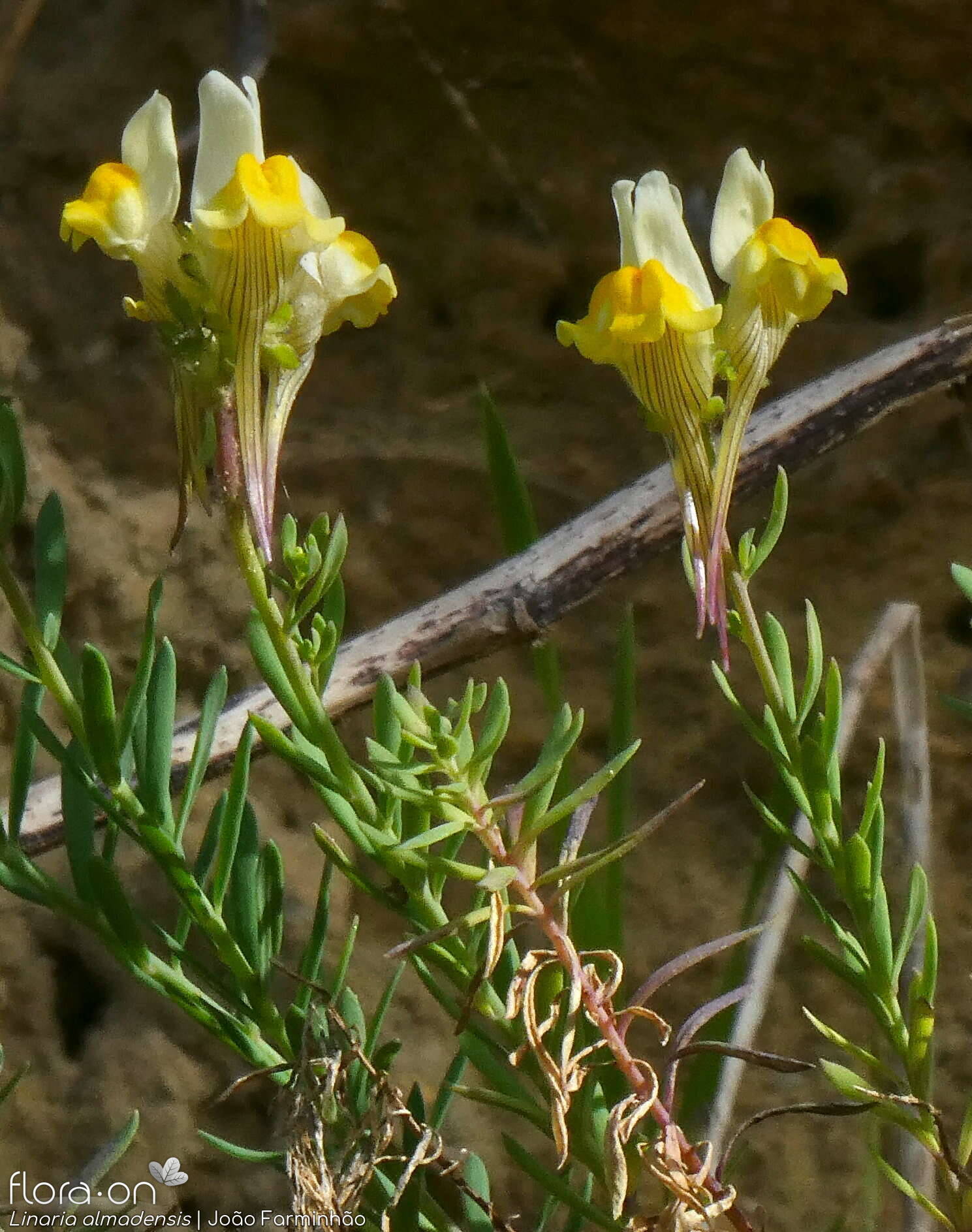 Linaria almadensis - Flor (geral) | João Farminhão; CC BY-NC 4.0