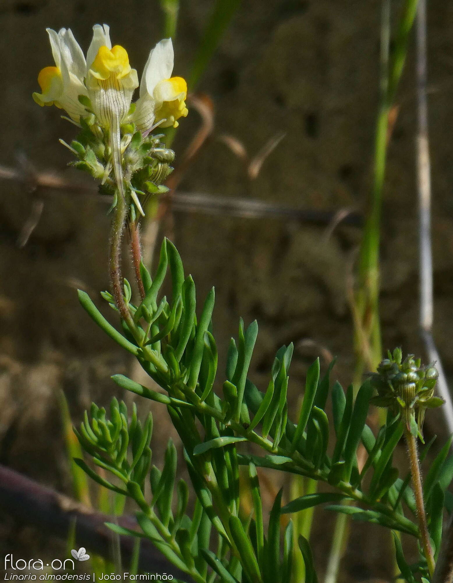 Linaria almadensis - Flor (geral) | João Farminhão; CC BY-NC 4.0