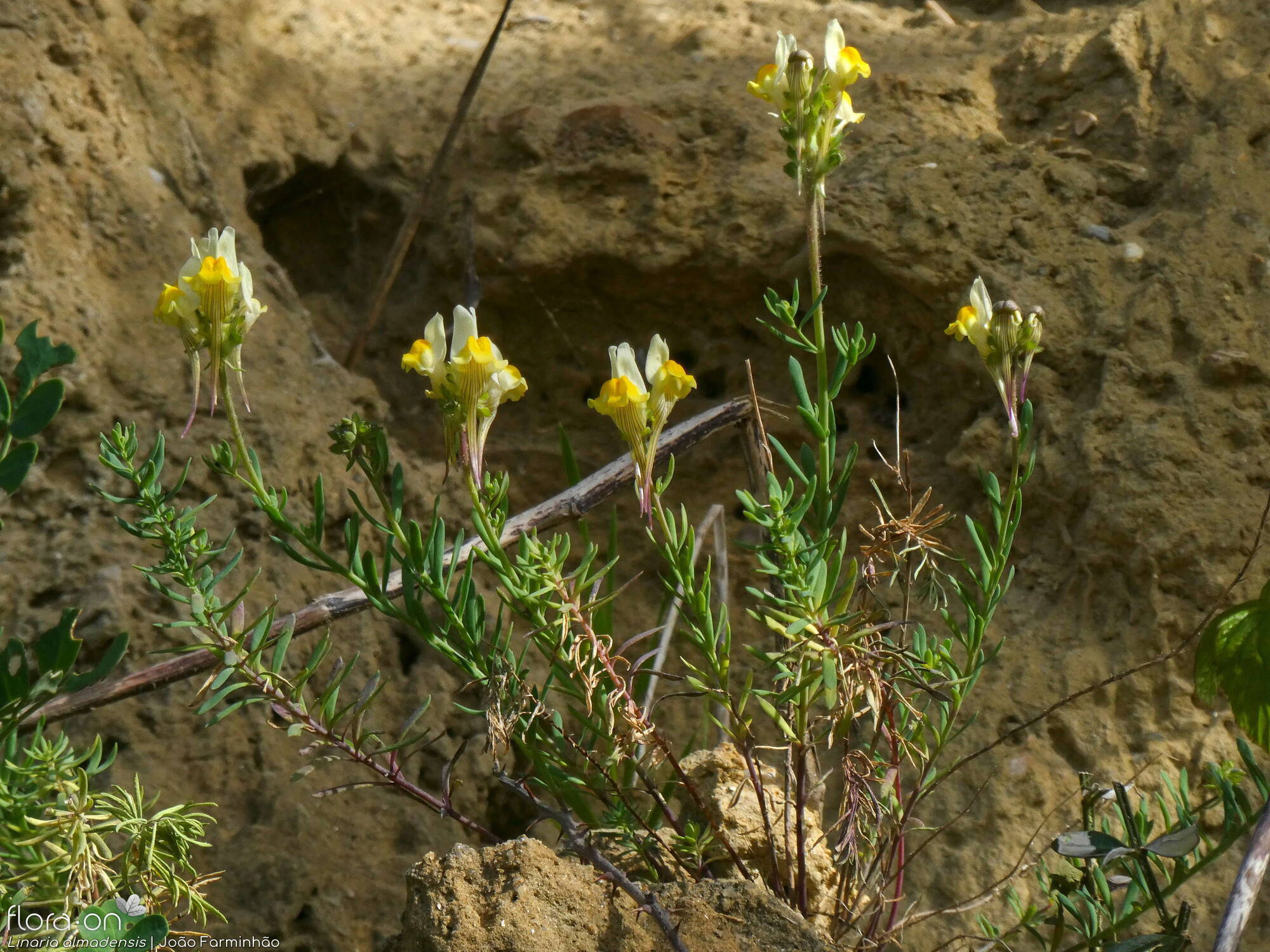 Linaria almadensis - Hábito | João Farminhão; CC BY-NC 4.0