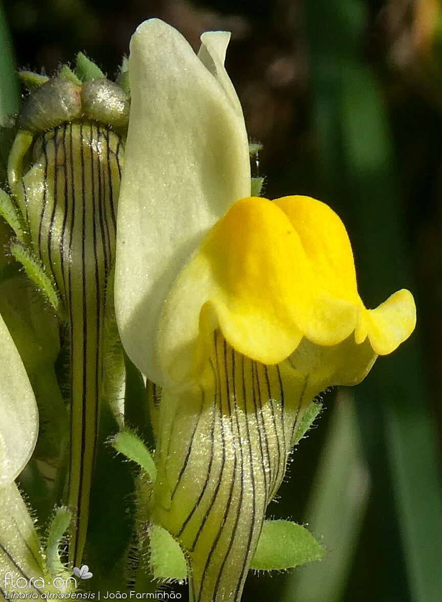Linaria almadensis - Flor (close-up) | João Farminhão; CC BY-NC 4.0
