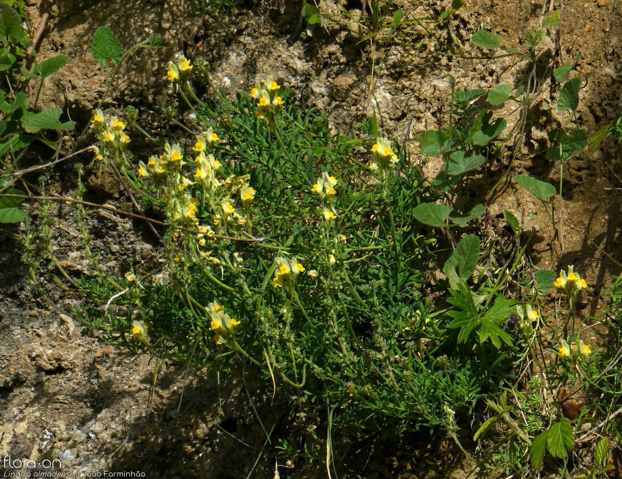 Linaria almadensis - Hábito | João Farminhão; CC BY-NC 4.0