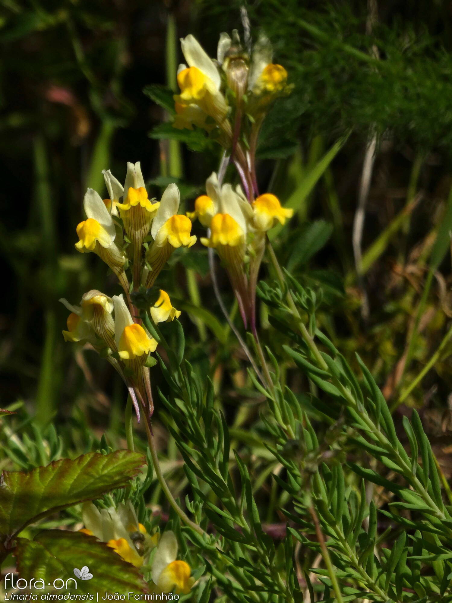 Linaria almadensis - Hábito | João Farminhão; CC BY-NC 4.0