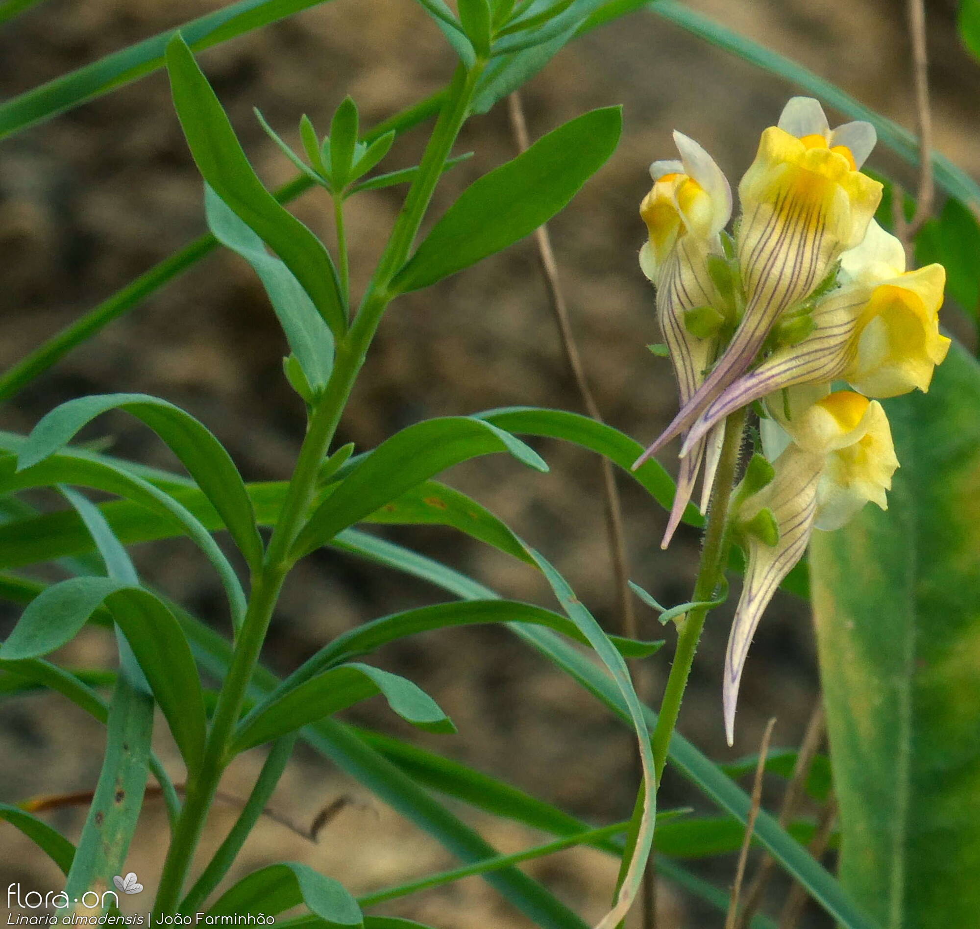 Linaria almadensis - Folha | João Farminhão; CC BY-NC 4.0