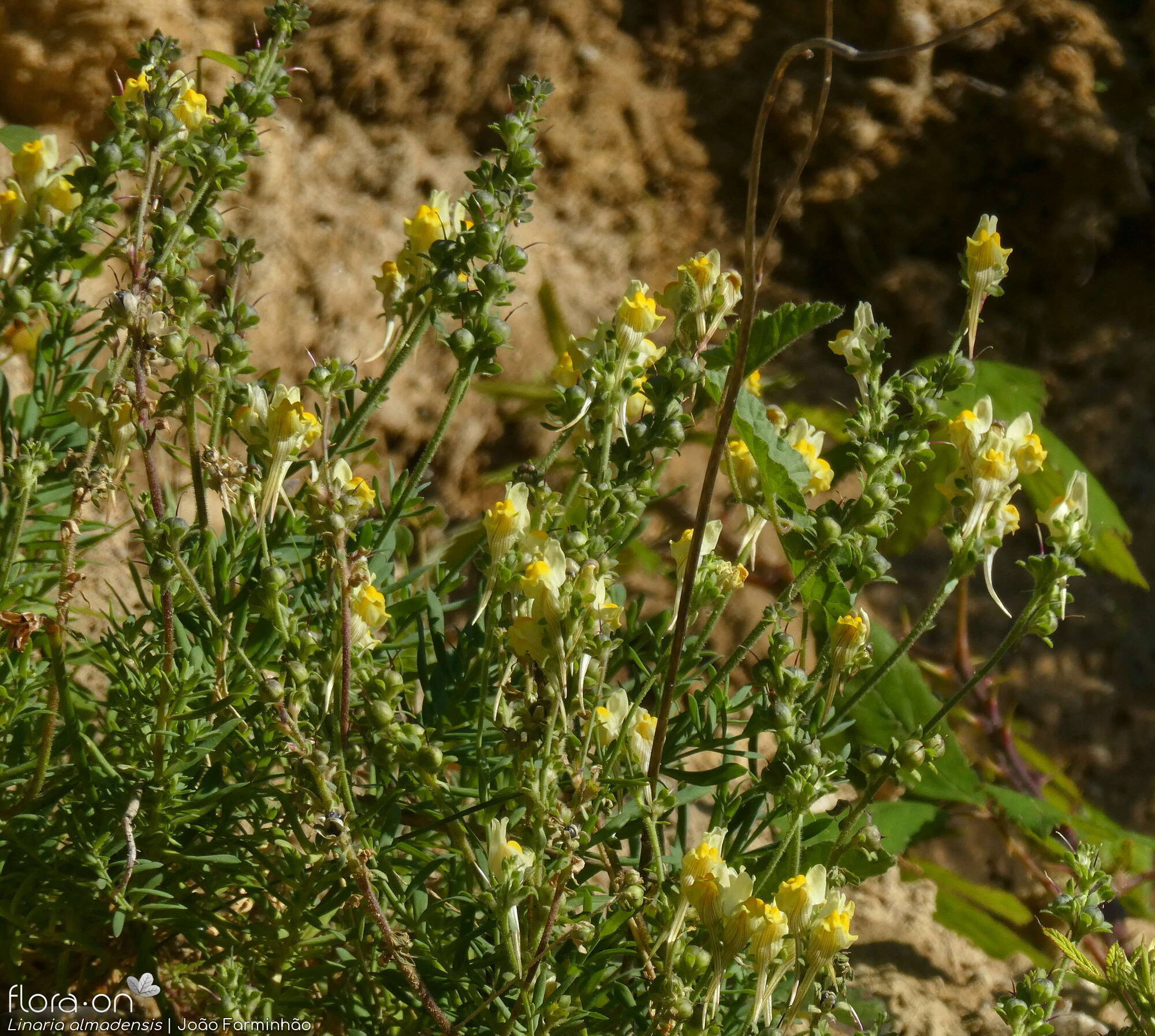 Linaria almadensis - Hábito | João Farminhão; CC BY-NC 4.0