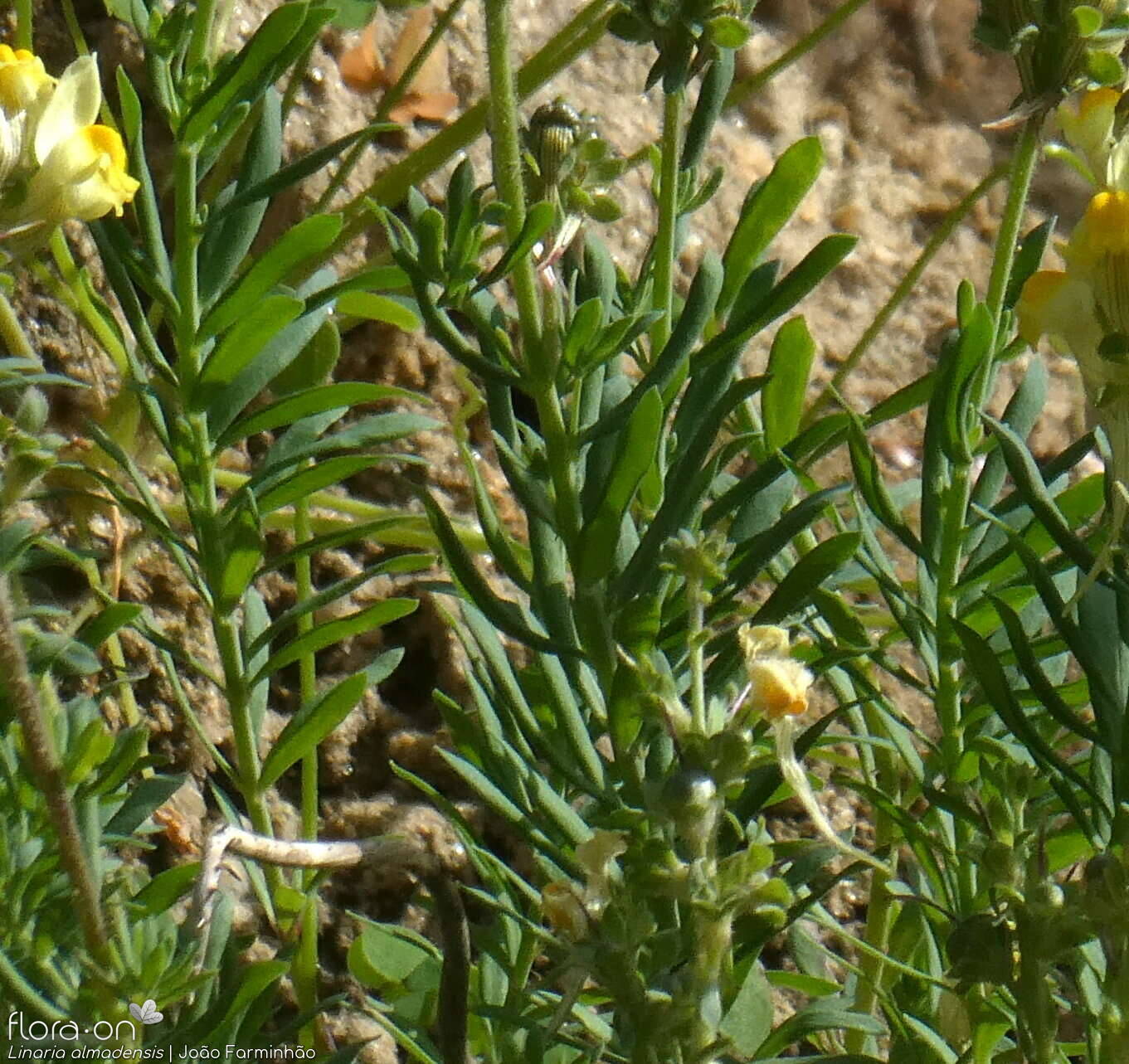 Linaria almadensis - Folha (geral) | João Farminhão; CC BY-NC 4.0