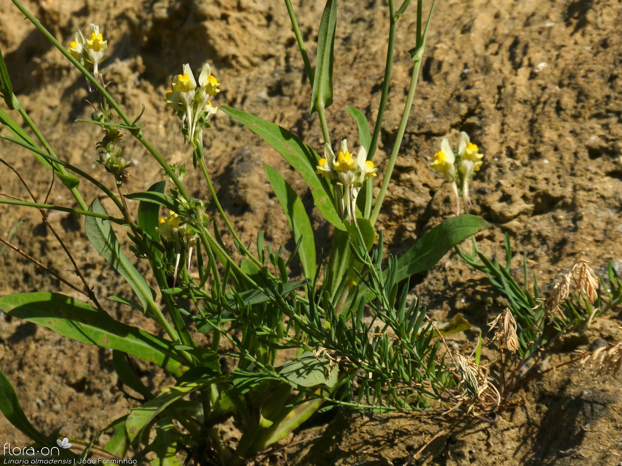 Linaria almadensis - Hábito | João Farminhão; CC BY-NC 4.0
