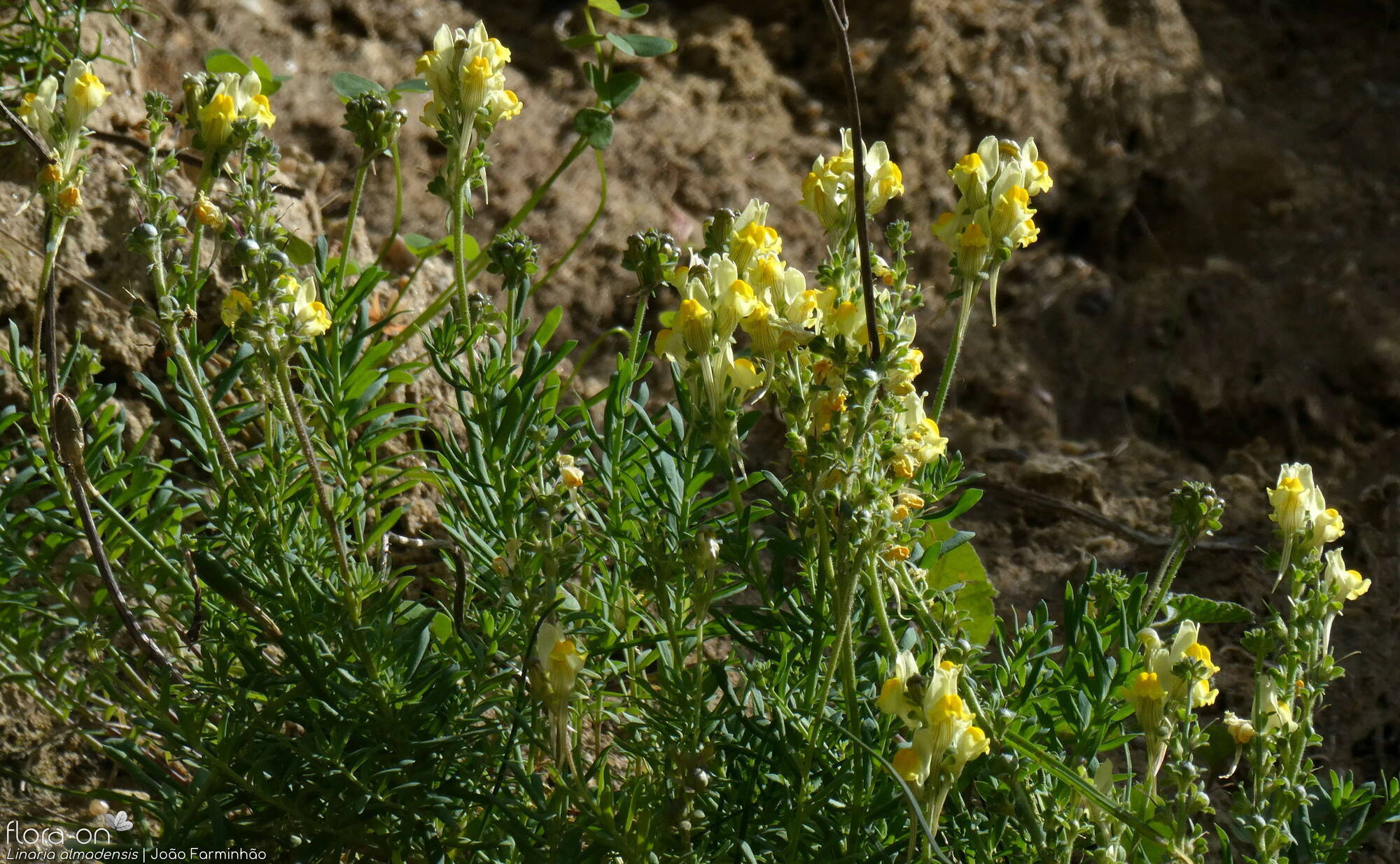 Linaria almadensis - Hábito | João Farminhão; CC BY-NC 4.0