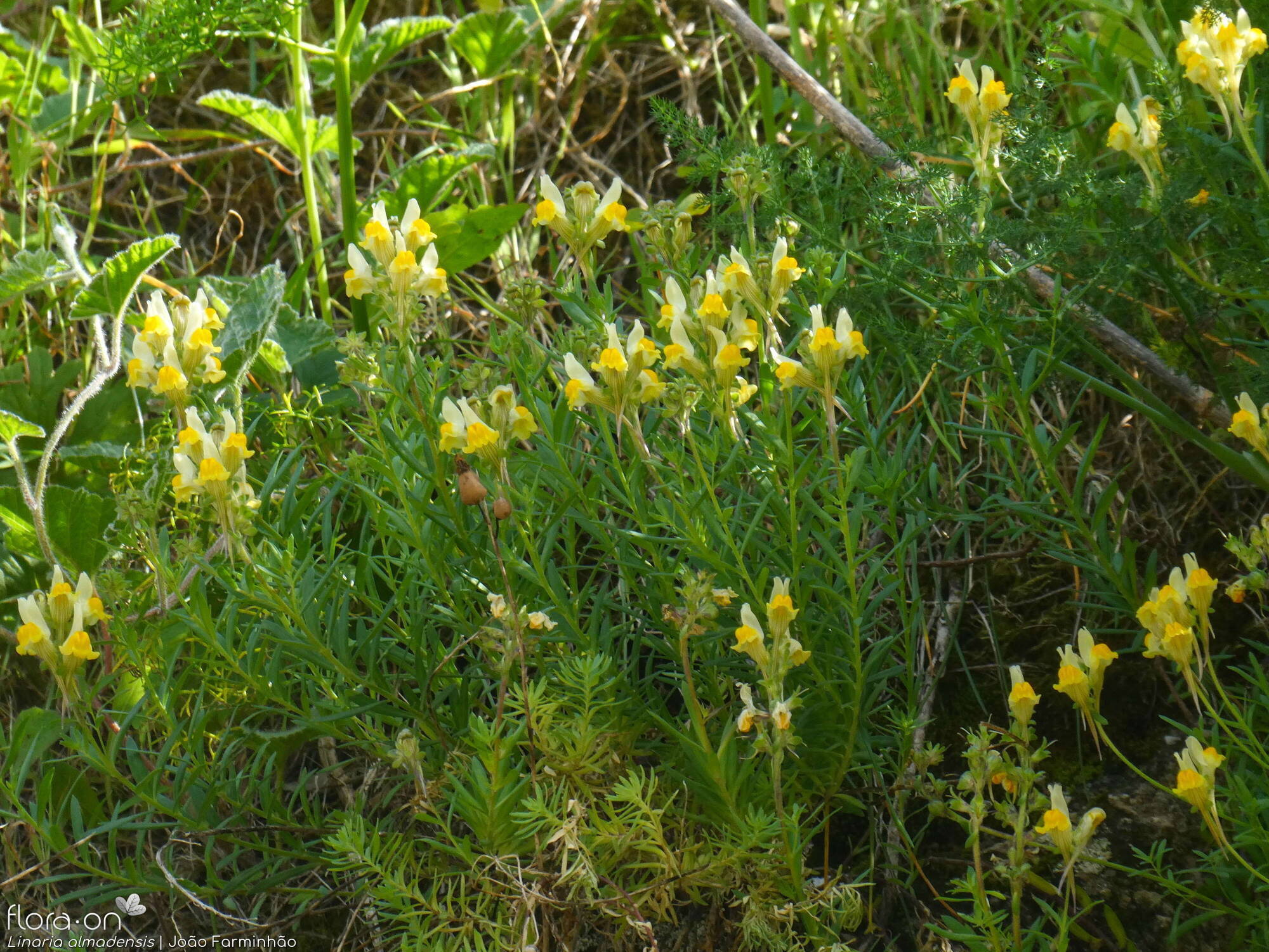 Linaria almadensis - Hábito | João Farminhão; CC BY-NC 4.0